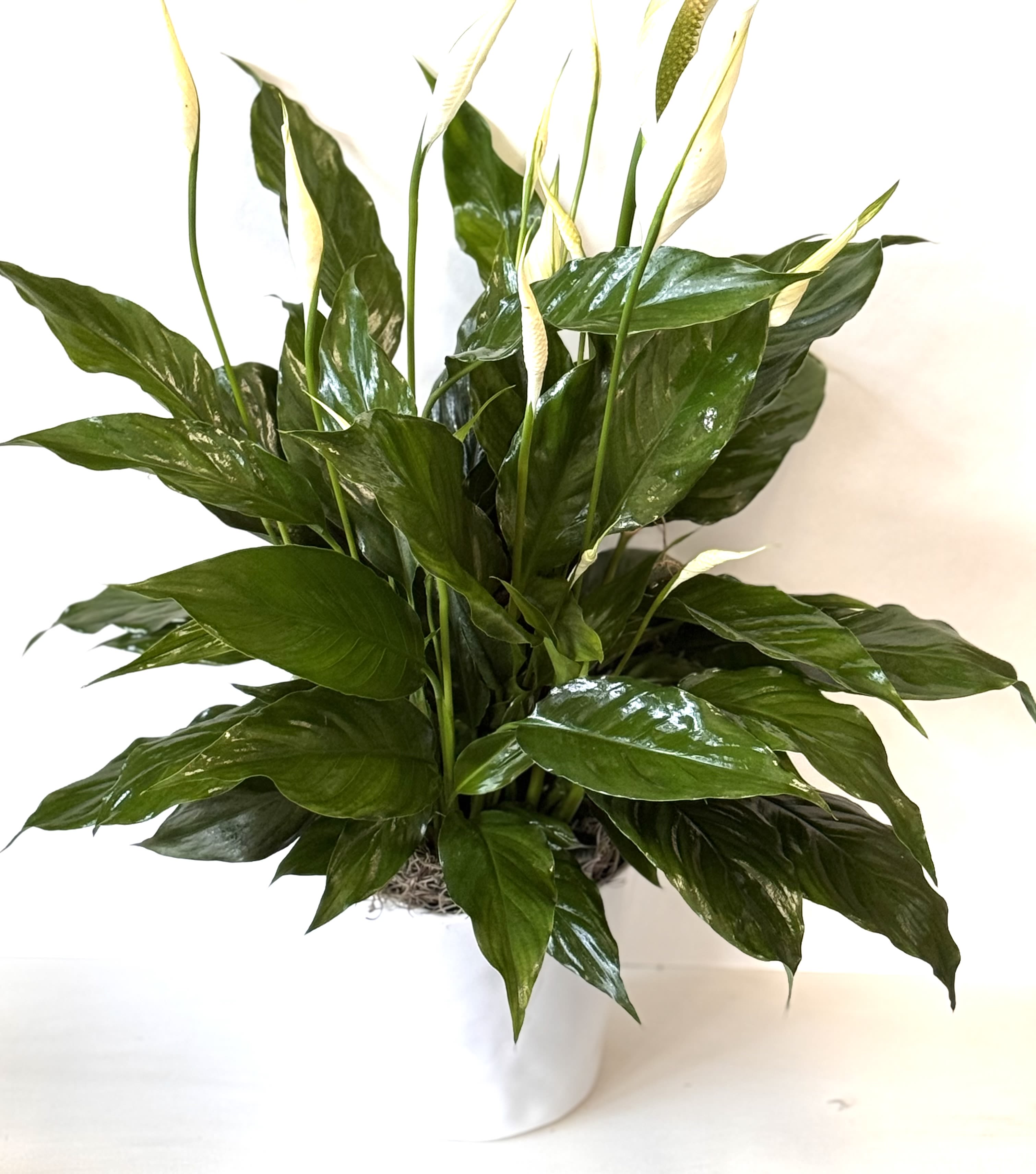 White peace lily plant in a white pot