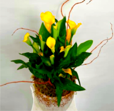 Calla Lily Planter - A multi-flowering calla lily plant set in a decorative container with accents. Colors may differ based on stock levels.