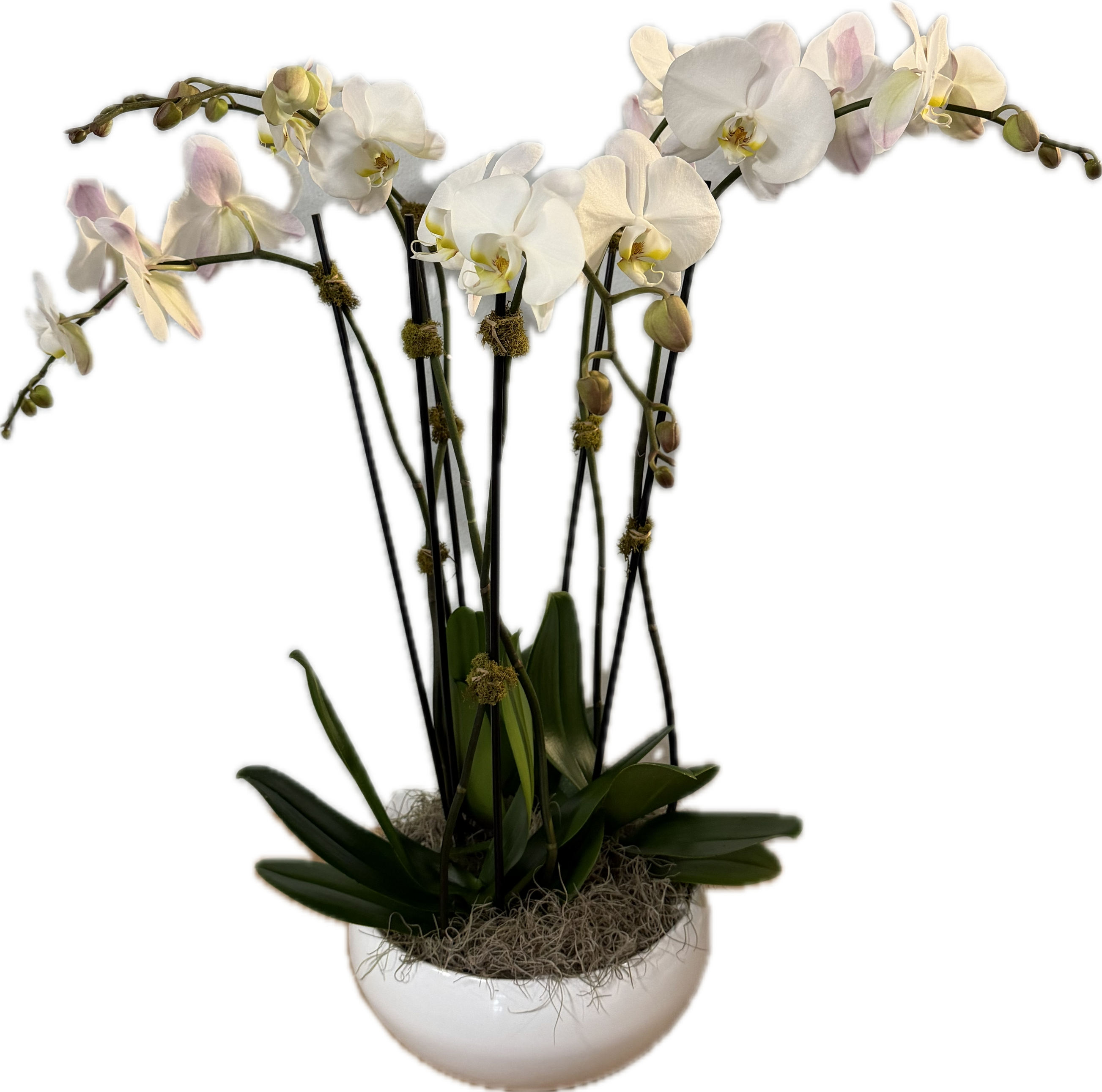 Triple Whites - Three double white phalenopsis orchids in a white ceramic planter