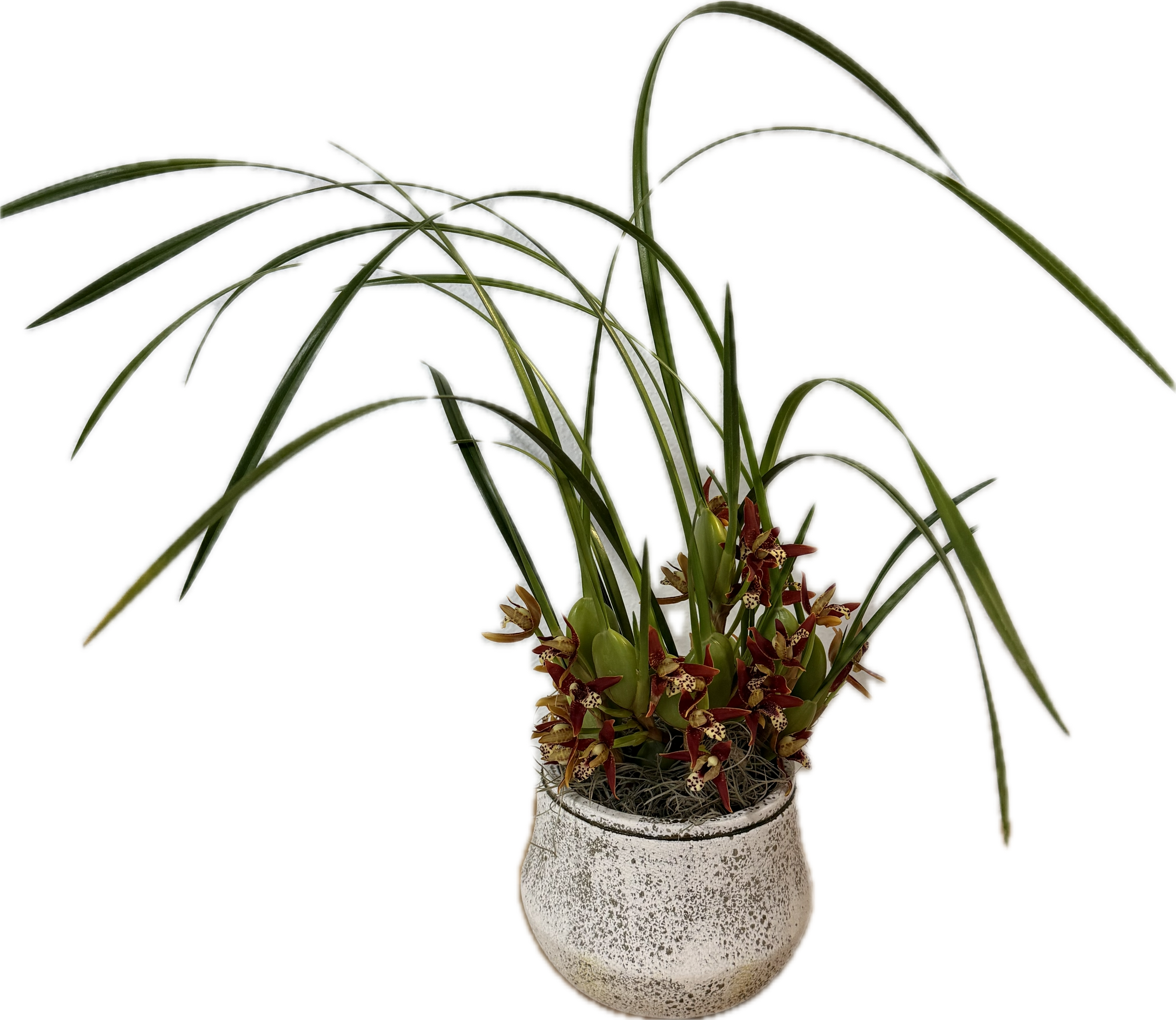 Coconut Orchid - Rare opportunity to own a very aromatic coconut orchid for all the orchid lovers