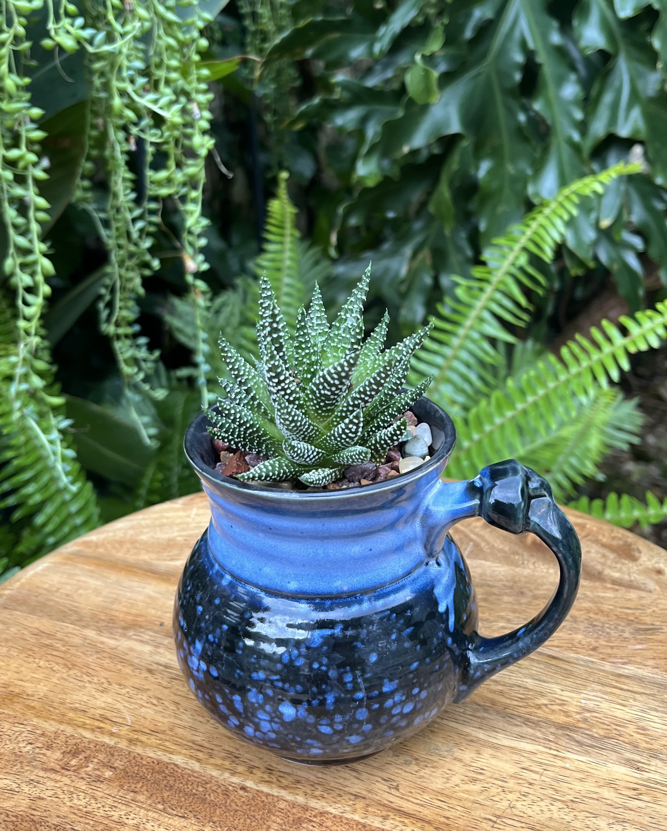 Small succulent in a blue ceramic mug planter