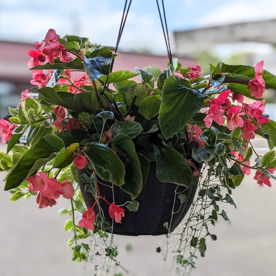 12" Dragonwing Begonia Hanging Basket - Whether you are looking for yourself or want to send something beautiful to grace someone's porch; our hanging baskets are the perfect gift. This 12" basket is filled with pink dragonwing begonias, silver falls dichondra, &amp; trailing mezoo.