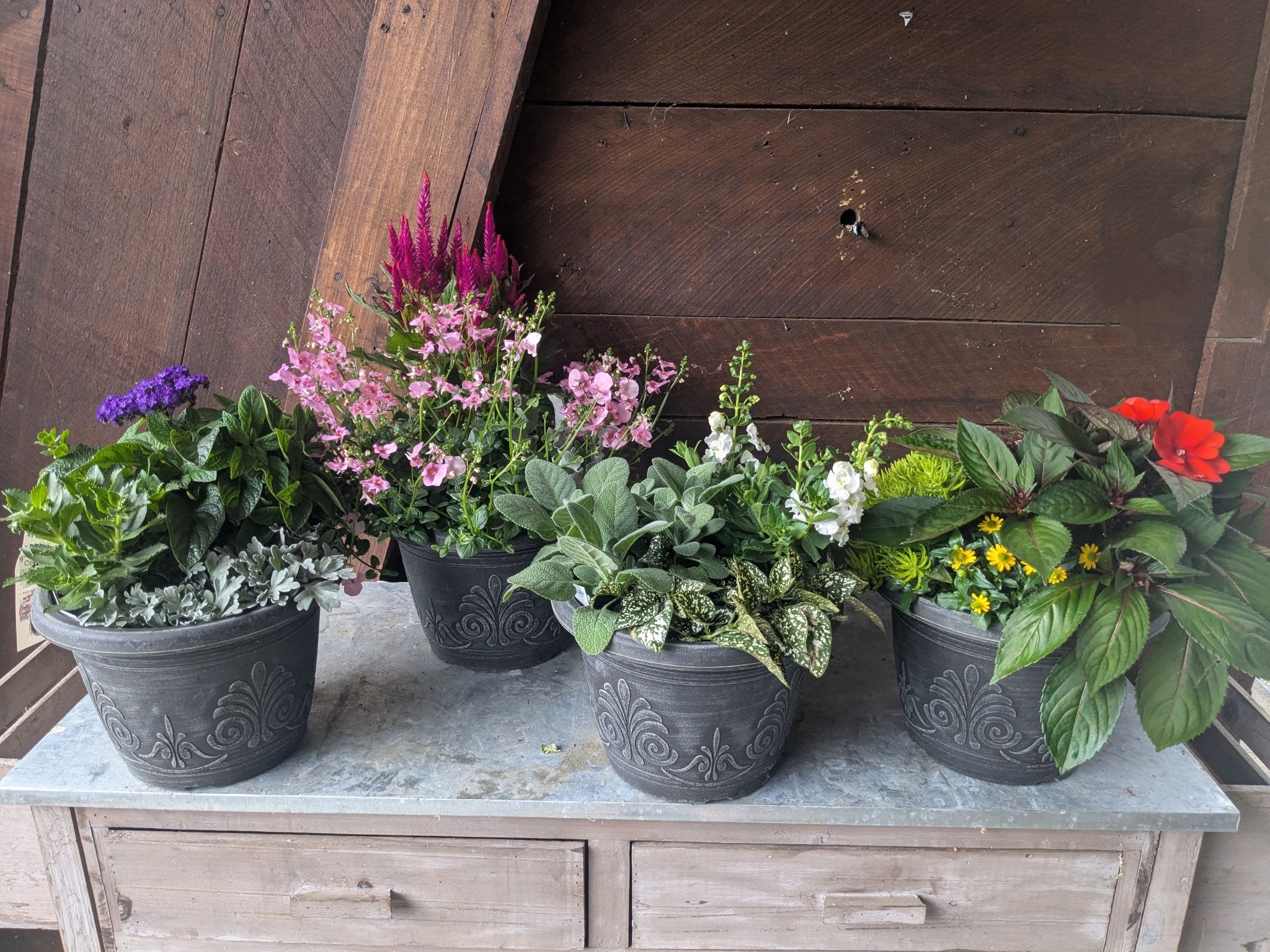 Mini Annual Planter Set – 9" Mixed Containers (Set of 2) - Add a pop of color and texture to your outdoor spaces with our charming Mini Annual Planter Set. Each set includes two 9" containers, thoughtfully planted with a curated mix of vibrant annuals and lush foliage. Every combination is unique and may feature garden favorites like celosia, impatiens, dusty miller, polka dot plant, angelonia, bidens, sedum, sage, salvia, helichrysum, or nemesia.  Perfect for small patios, tabletops, window ledges, or as accent pieces in garden beds, these mini planters are bursting with personality and seasonal beauty. Easy to care for and full of variety, they’re an effortless way to refresh any space.  Features:  Set of two 9" annual planters Colorful, assorted plant mixes  Ideal for sunny to partly shaded areas Great for small spaces, gifts, or accent décor Ready to display – no repotting needed Big style in a small package—grab a set and let your garden shine!