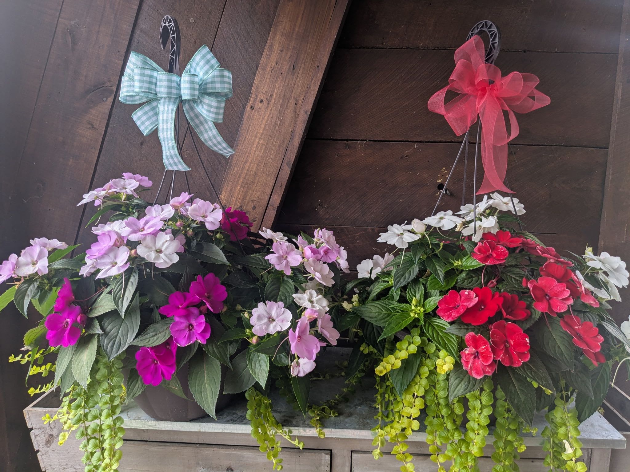 Sun Patiens Hanging Basket - Bring vibrant color and lush greenery to your porch, patio, or garden with our 12" Sun Patiens &amp; Creeping Jenny Hanging Basket. This stunning combination features bold, blooming impatiens in a variety of rich hues, perfectly paired with the cascading golden-green foliage of creeping Jenny for a beautifully balanced, eye-catching display.  Ideal for shaded to partially sunny areas, this low-maintenance arrangement provides long-lasting beauty from spring through fall. Whether you're refreshing your outdoor space or giving a thoughtful gift, this hanging basket adds instant charm and color to any setting.  ***Listed price is for one hanging basket. Colors are subject to availability, but preferences may be listed in the special comments section of your order. 