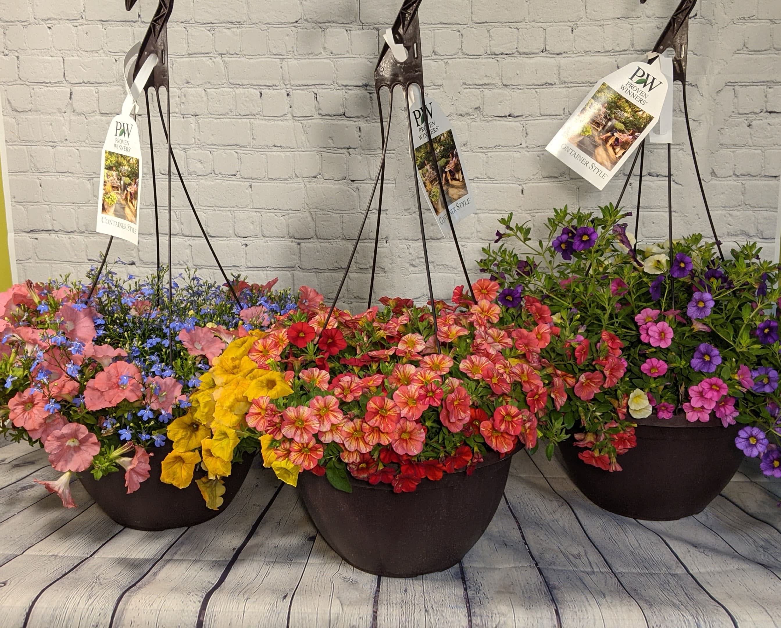 Petunia Hanging Basket  - Whether you are looking for yourself or want to send something beautiful to grace someone's porch; our hanging baskets are the perfect gift. These baskets are filled with colorful petunias, supertunias, or million bells. *Hanging baskets vary in colors and color combinations. Including but not limited to; red, orange, white, fuchsia, purple, coral, &amp; pink.  COLOR PALETTES MAY BE REQUESTED IN THE SPECIAL COMMENTS SECTION OF YOUR ORDER. All colors are subject to availability.