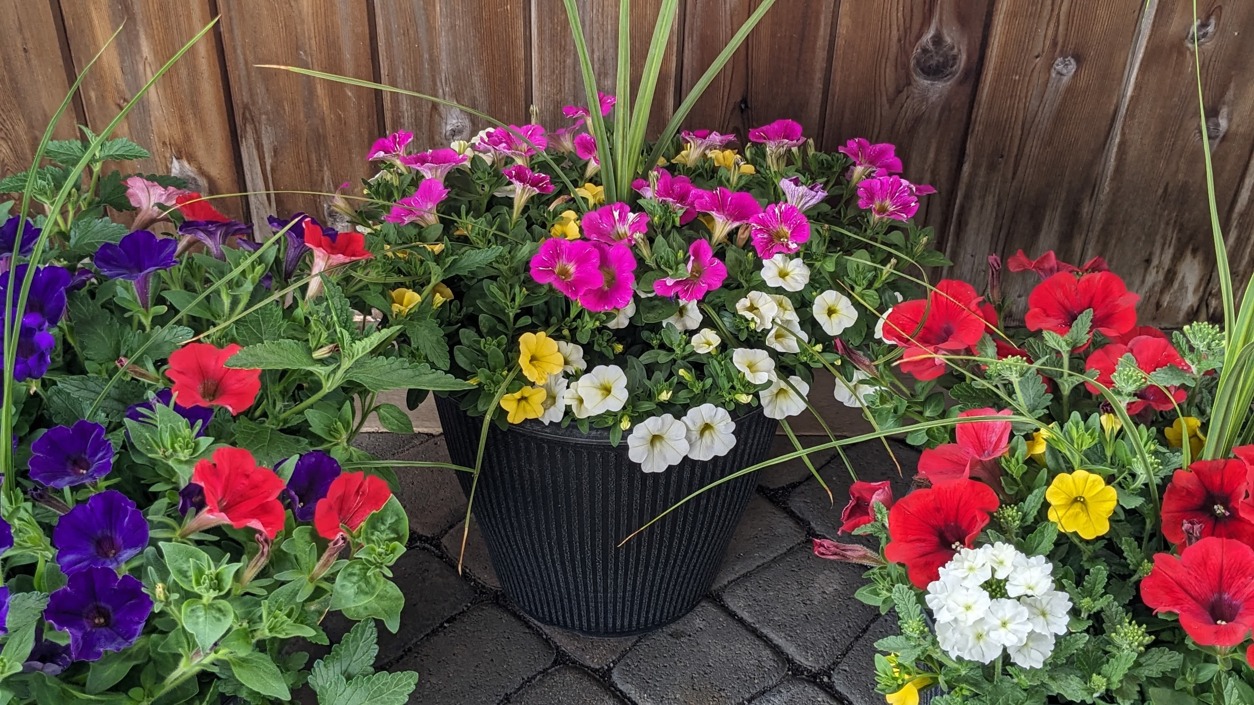 Vibrant Colored Blooming Porch Planter  - Celebrate Mom this year and help to make her porch or deck beautiful with one of our blooming porch planters. *Planters include petunias, bacopa, dracaena, &amp; other mixed annuals. COLOR REQUESTS MAY BE MADE IN THE SPECIAL COMMENTS SECTION OF YOUR ORDER FORM. All colors are subject to availability.  Colors may include; purple/blue &amp; red; pink, white, &amp; yellow; red, white, &amp; yellow