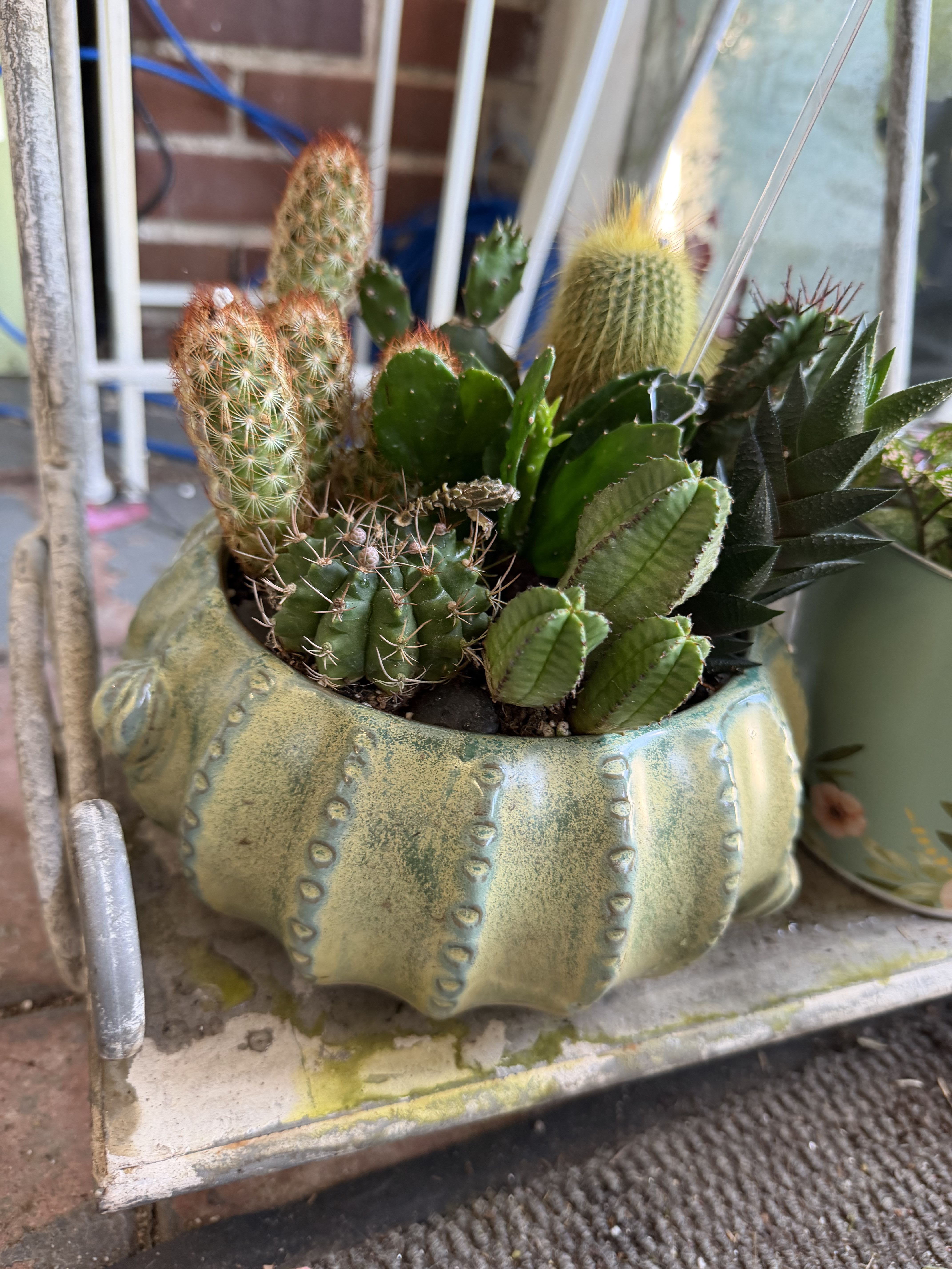 Cactus Garden (Large) - Bring the desert home with a spikey cactus garden!  Easy to maintain and watch grow with different types of cacti!  With all kinds of different spikes and prickles caution is advised so you don't get ouched! 
