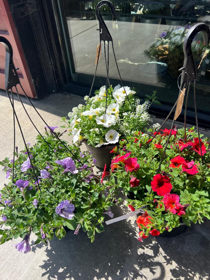 Three hanging baskets of petunias in white, purple, and red