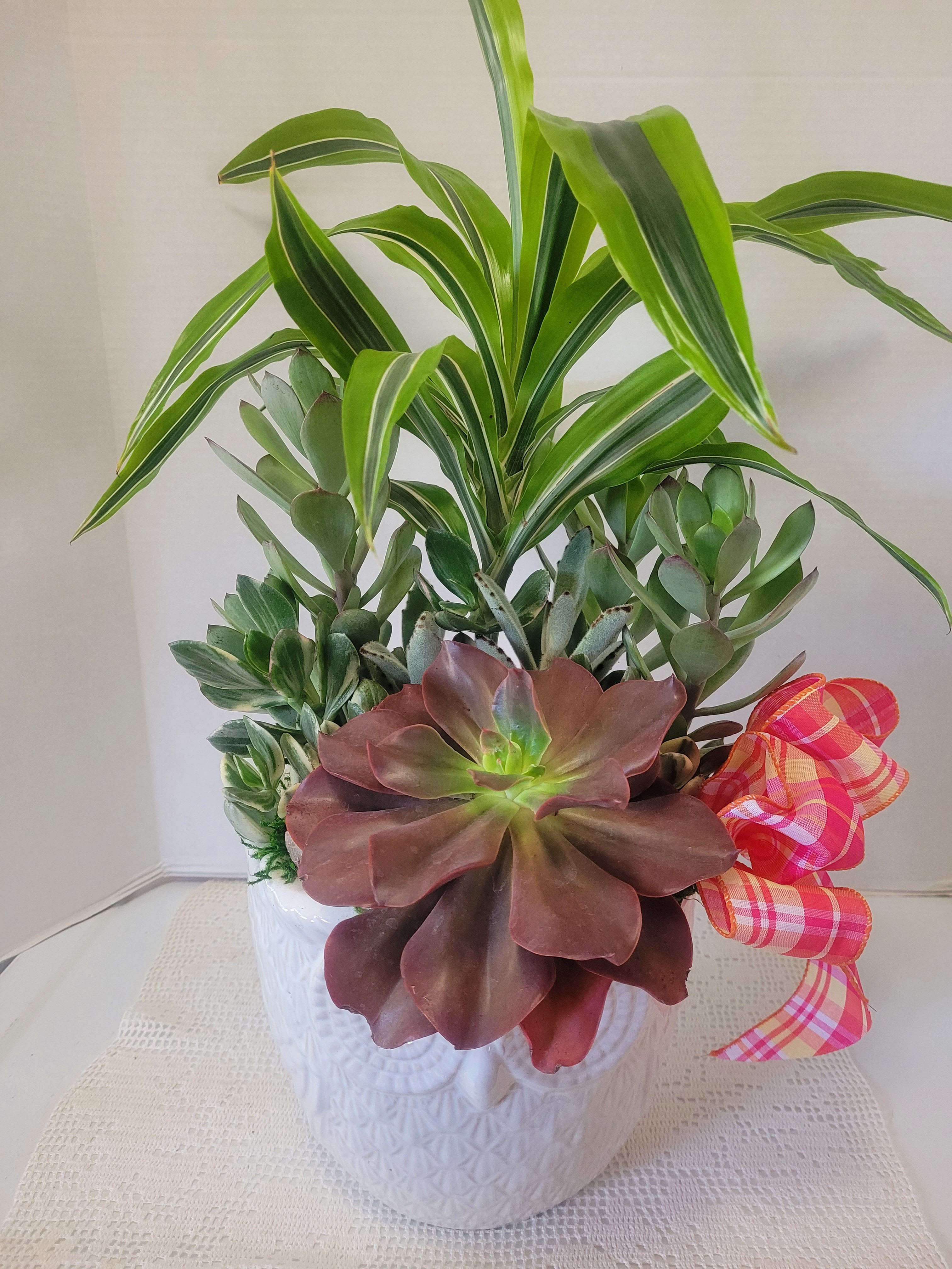 Winter Owl - A great container filled to the brim with plants. It is an ideal gift for anyone. 