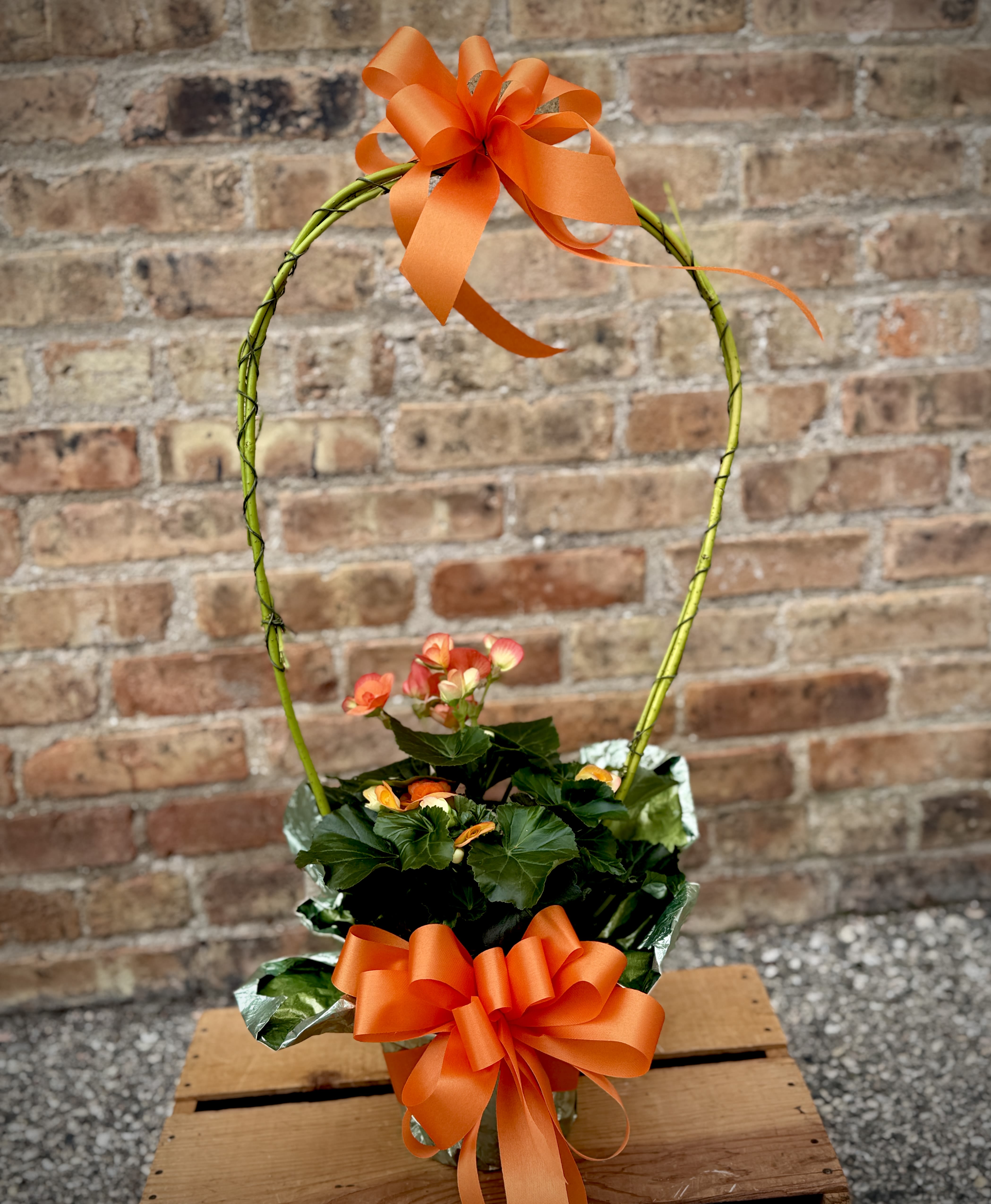 Orange Reiger Begonia (Only 1 available) - A beautiful, vibrantly colored Rieger begonia plant with a decorative handle. The total height is approximately 24". Happiest living inside.  We are proud to deliver our flower creations to the Kenosha, Somers, and Pleasant Prairie area. With over 55 years of combined flower design experience in Kenosha, Wisconsin, A Summer's Garden Florist and Gifts is the perfect choice for the freshest flowers, most creative design, and exceptional customer service.