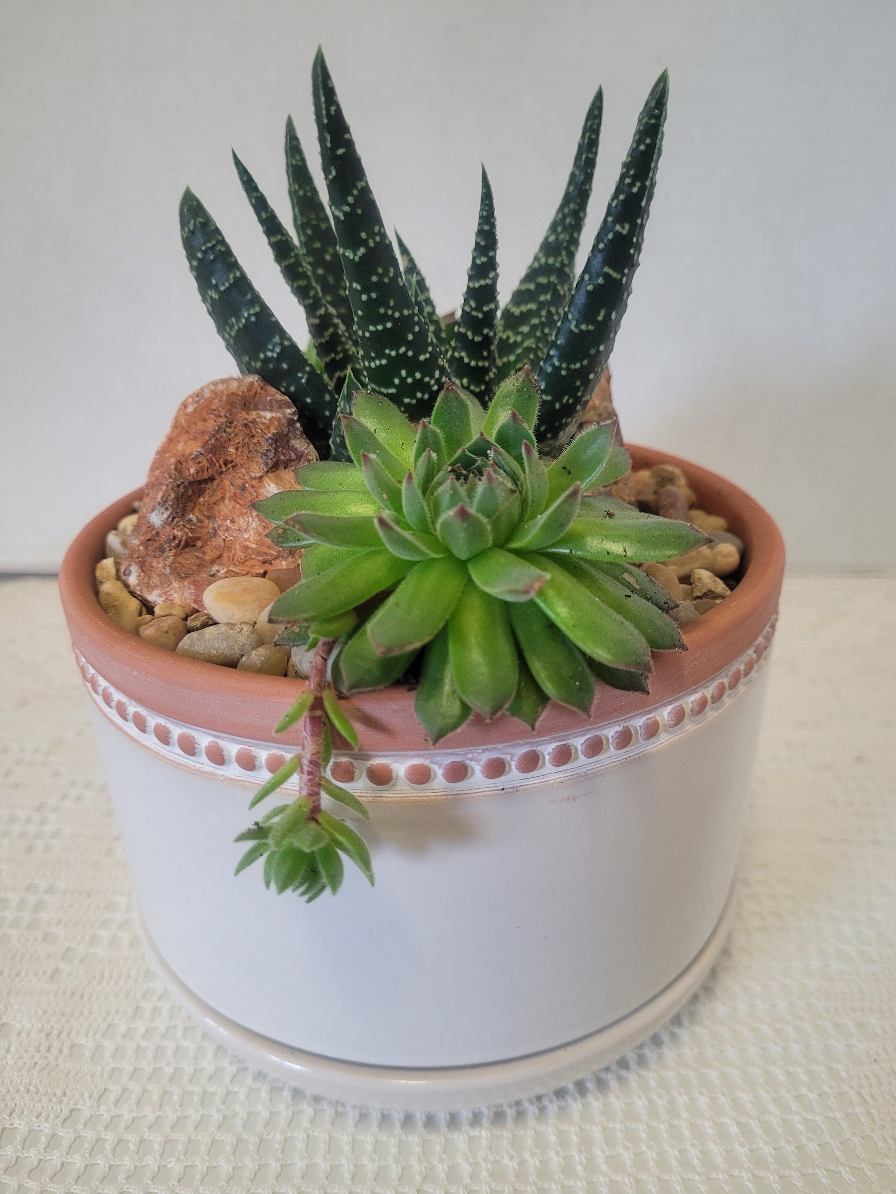 Desert Terracotta  - A terracotta container with saucer features a desertscape. Ideal for anyone and any occasion. 