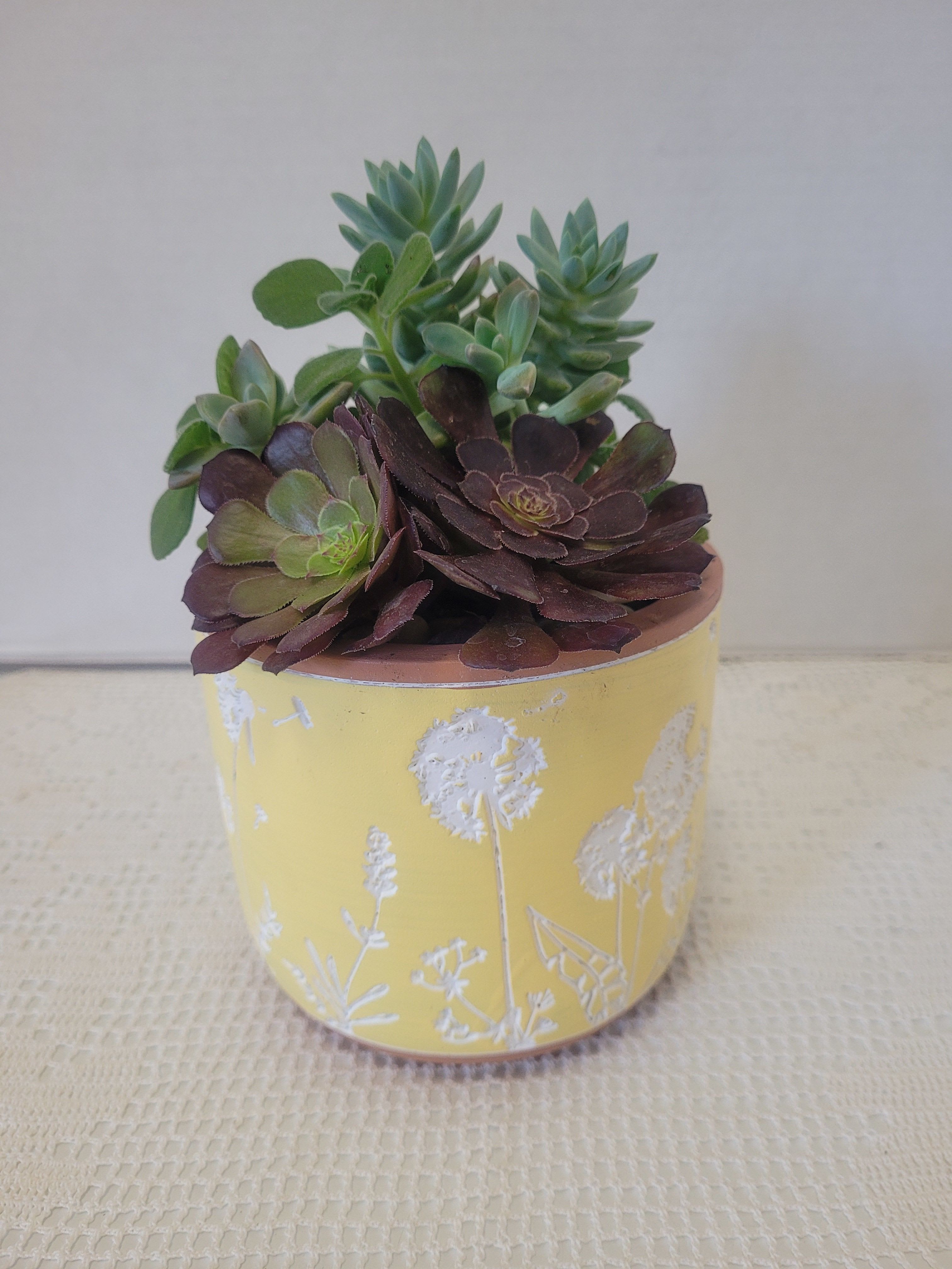 Delicate Yellow - This is a pretty embossed flower motif container. Hardy succulents accents this pot. It would be a great gift for any occasion. 