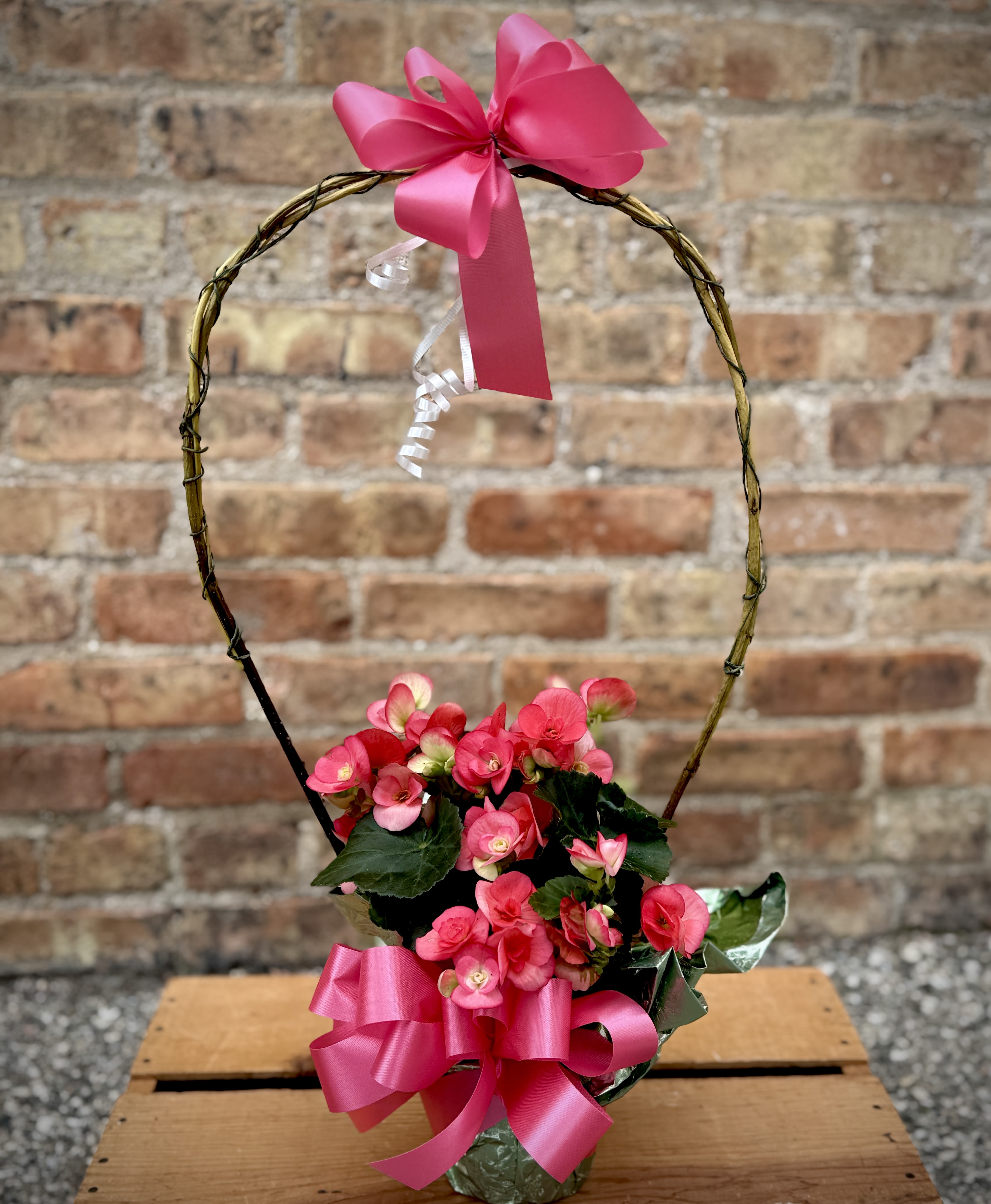 Pink Reiger Begonia Indoor Plant (Only 1 Available) - A beautiful, vibrantly colored Rieger begonia plant with a decorative handle. The total height is approximately 23". Happiest living inside.  We are proud to deliver our flower creations to the Kenosha, Somers, and Pleasant Prairie area. With over 55 years of combined flower design experience in Kenosha, Wisconsin, A Summer's Garden Florist and Gifts is the perfect choice for the freshest flowers, most creative design, and exceptional customer service.