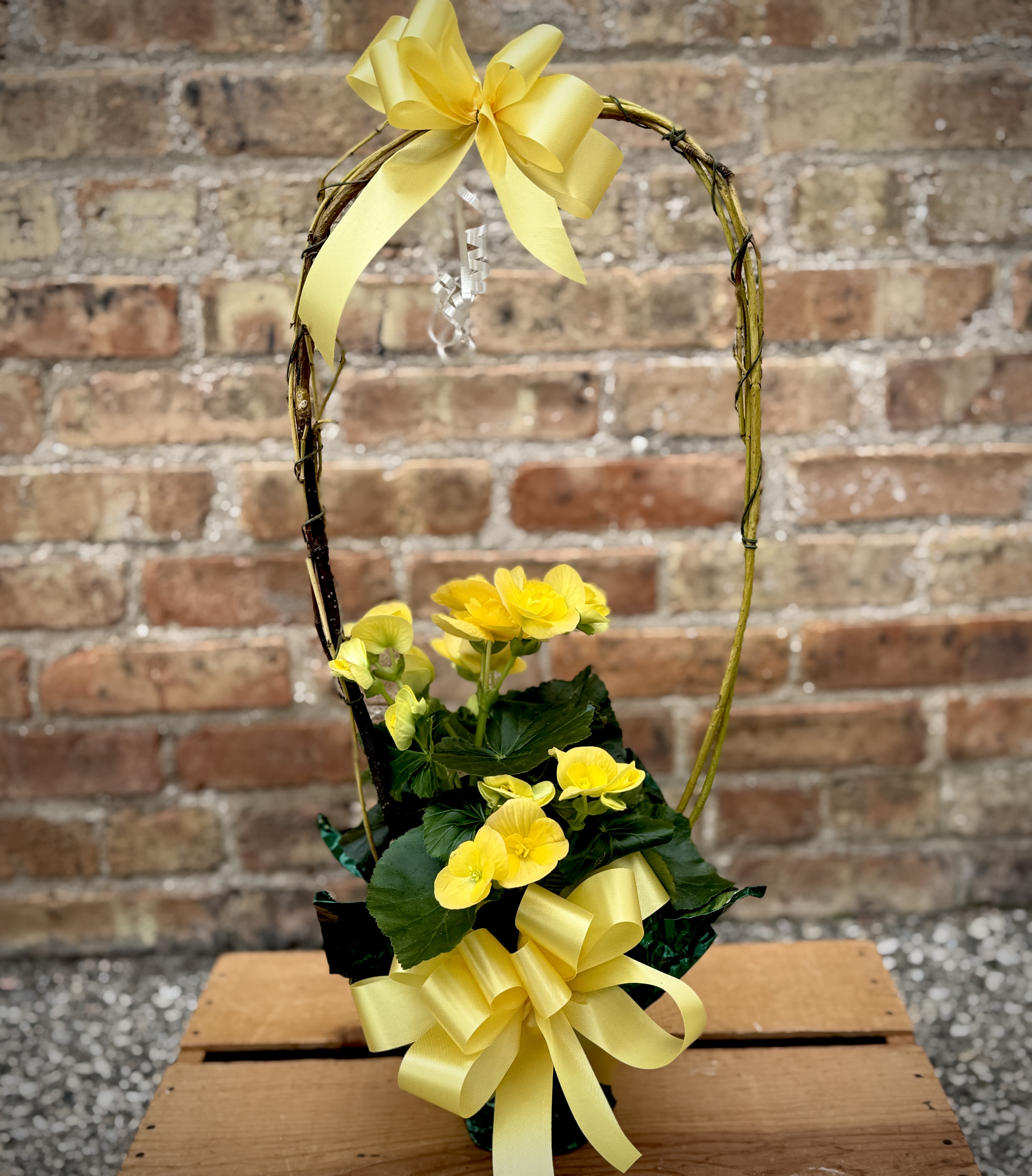 Yellow Reiger Begonia Indoor (Only 1 available) - A beautiful, vibrantly colored Rieger begonia plant with a decorative handle. The total height is approximately 23". Happiest living inside.  We are proud to deliver our flower creations to the Kenosha, Somers, and Pleasant Prairie area. With over 55 years of combined flower design experience in Kenosha, Wisconsin, A Summer's Garden Florist and Gifts is the perfect choice for the freshest flowers, most creative design, and exceptional customer service.
