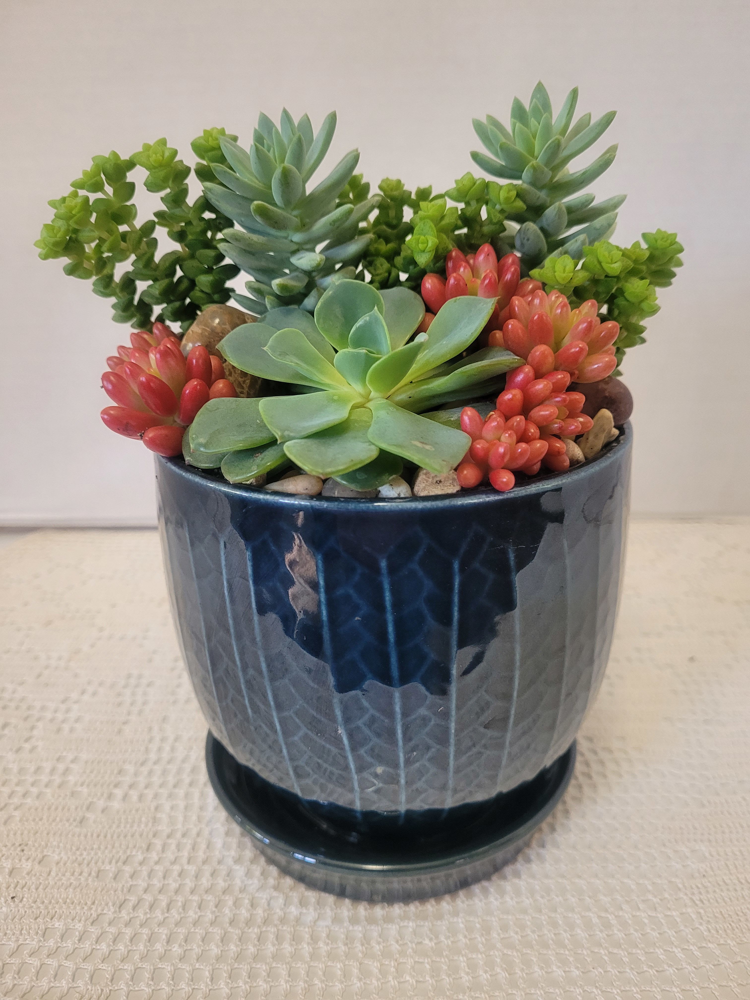 Hardy Navy - A ceramic container with a connected saucer planted with easy to care for succulents. This is appropriate for any occasion.