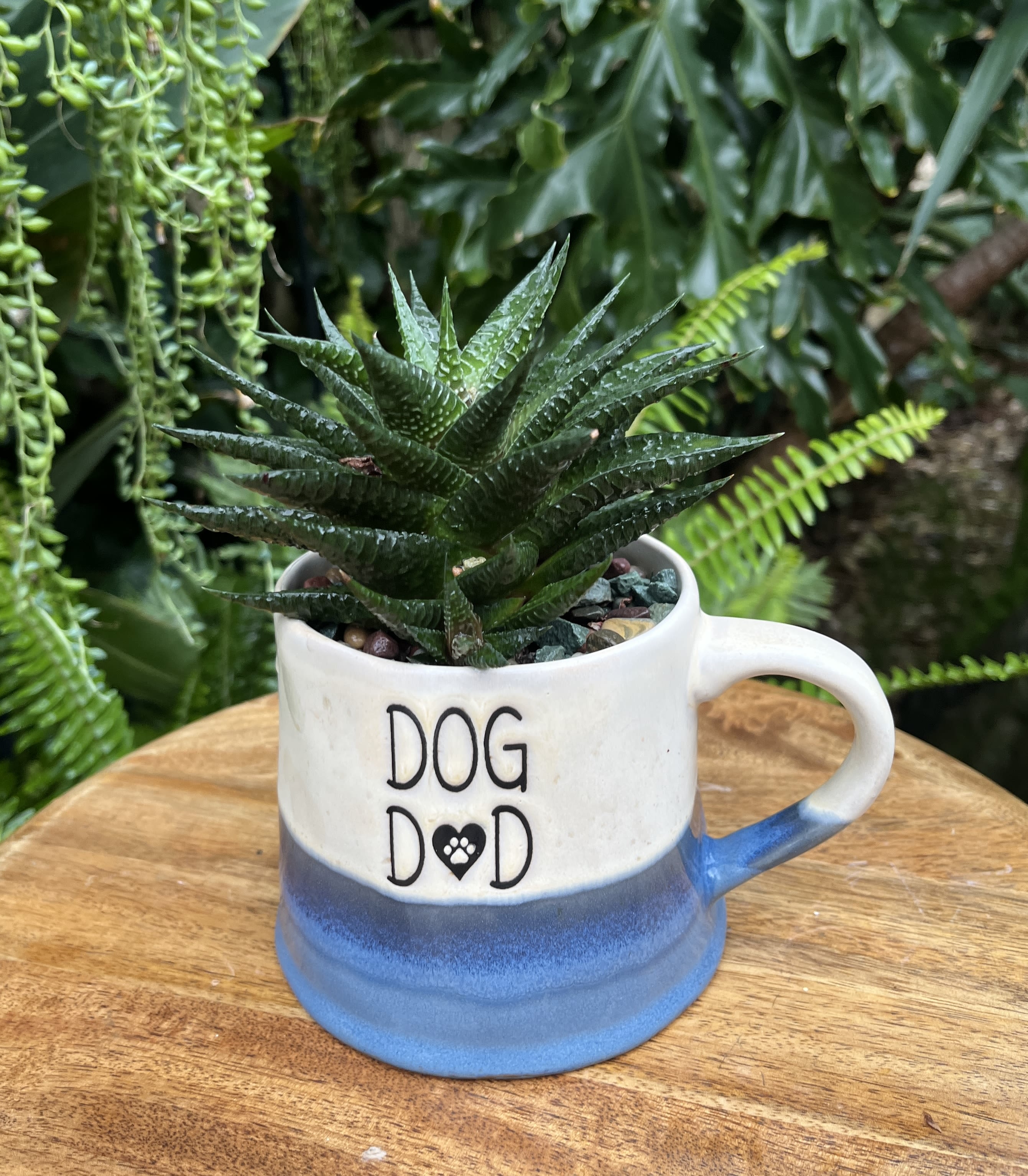 Succulent in a blue-and-white mug with "DOG DAD" text