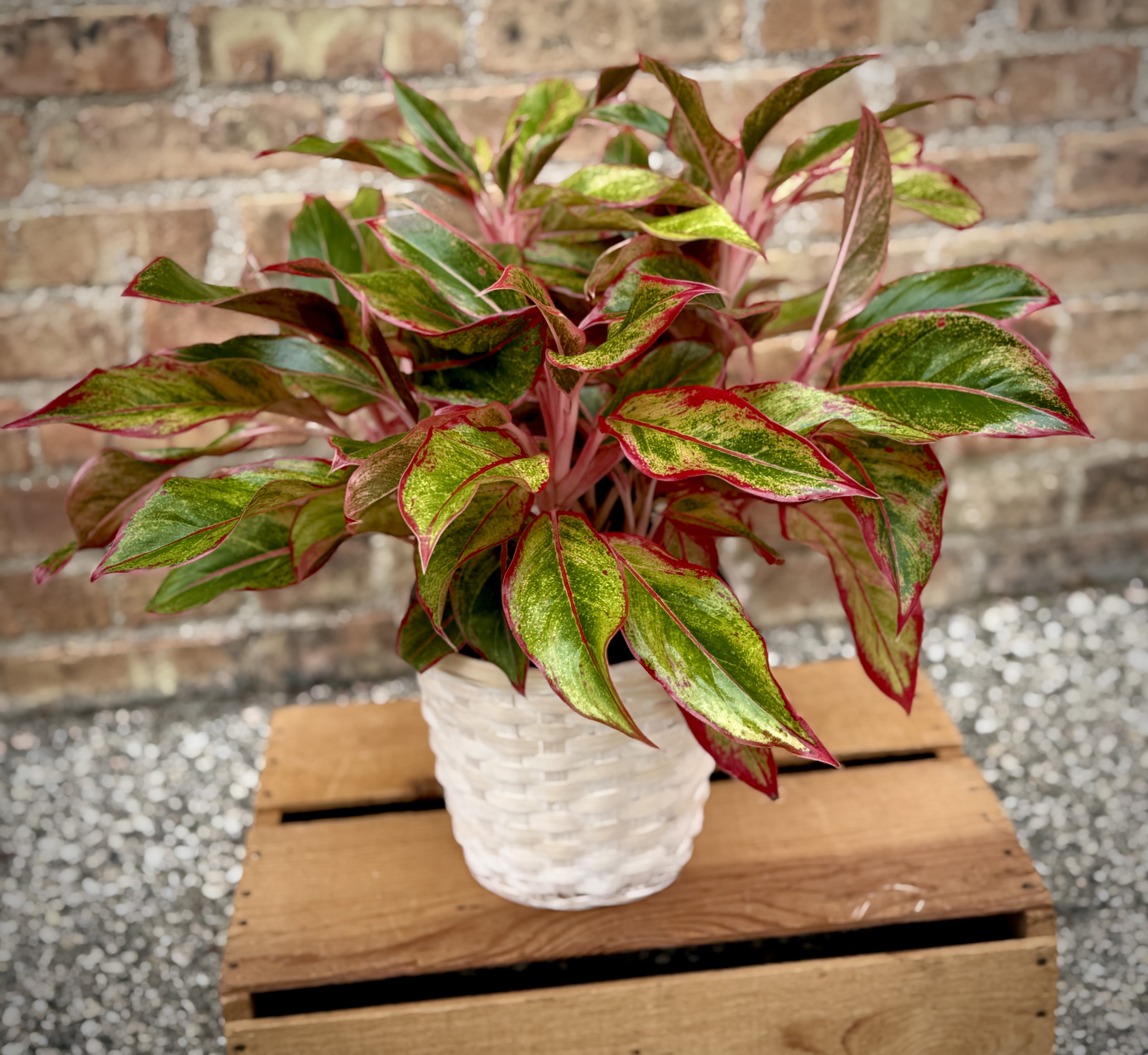 Red Algaonema - Red aglaonema plant. Prefers bright, indirect light. Approximately 18" high.  We are proud to deliver our plants to the Kenosha, Somers, and Pleasant Prairie area. With over 55 years of combined flower design experience in Kenosha, Wisconsin, A Summer's Garden Florist and Gifts is the perfect choice for the freshest flowers, most creative design, and exceptional customer service.