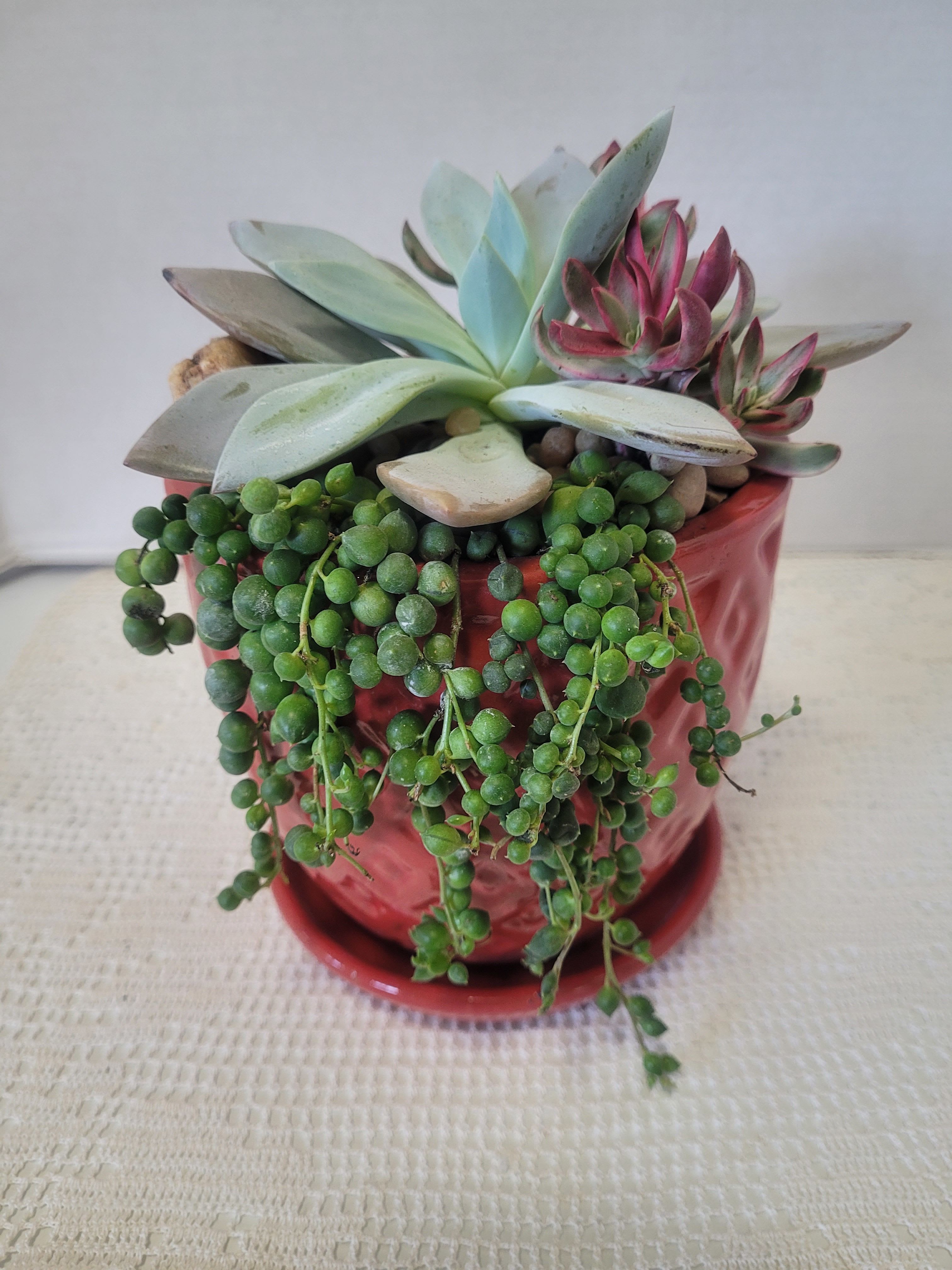 Bold Red - A red container with an attached saucer is planted with hardy succulents. This is ideal for anyone. 