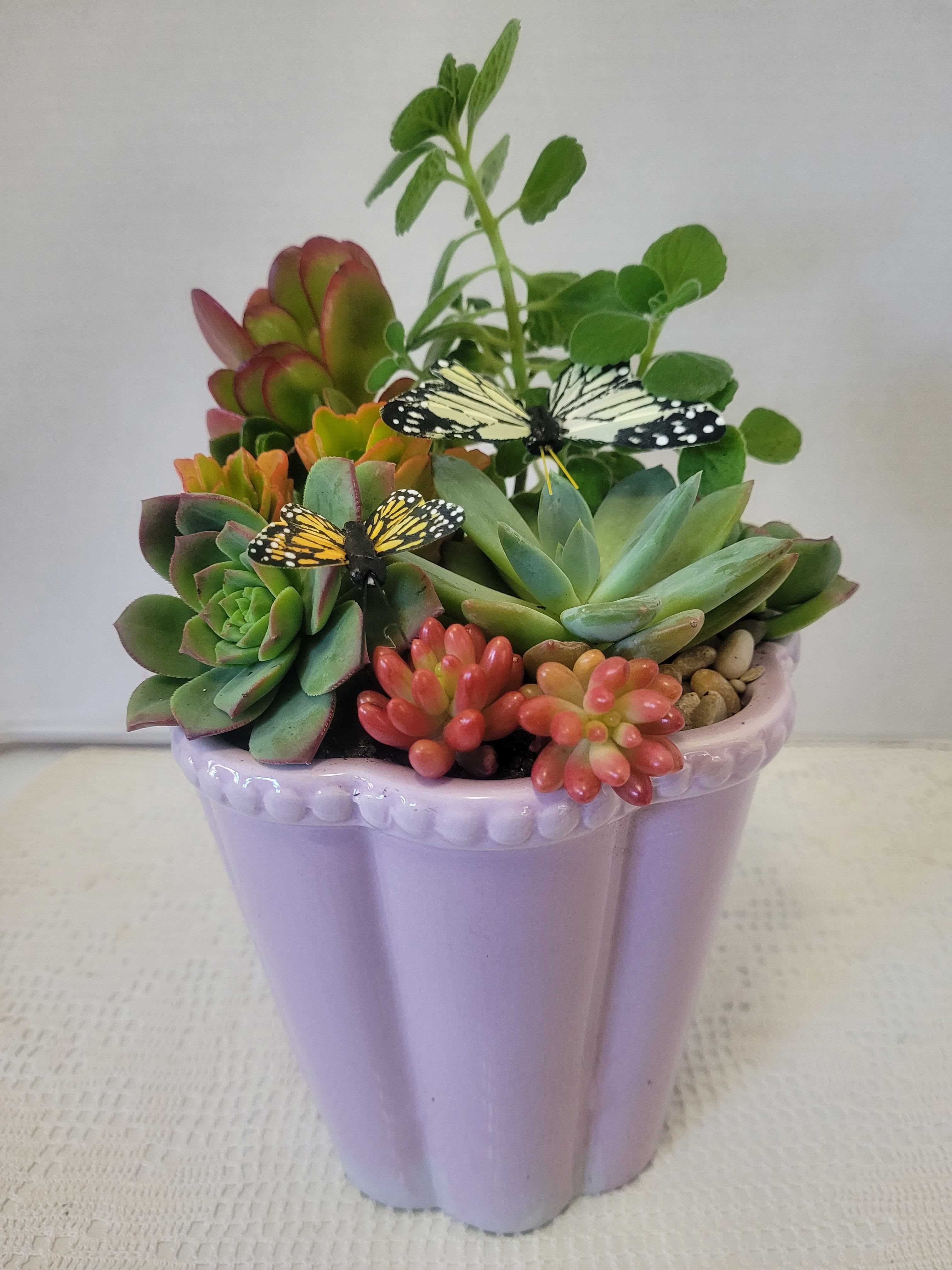 Medium Lavender - A soft lavender container packed with succulents. Very easy to care for succulents. 