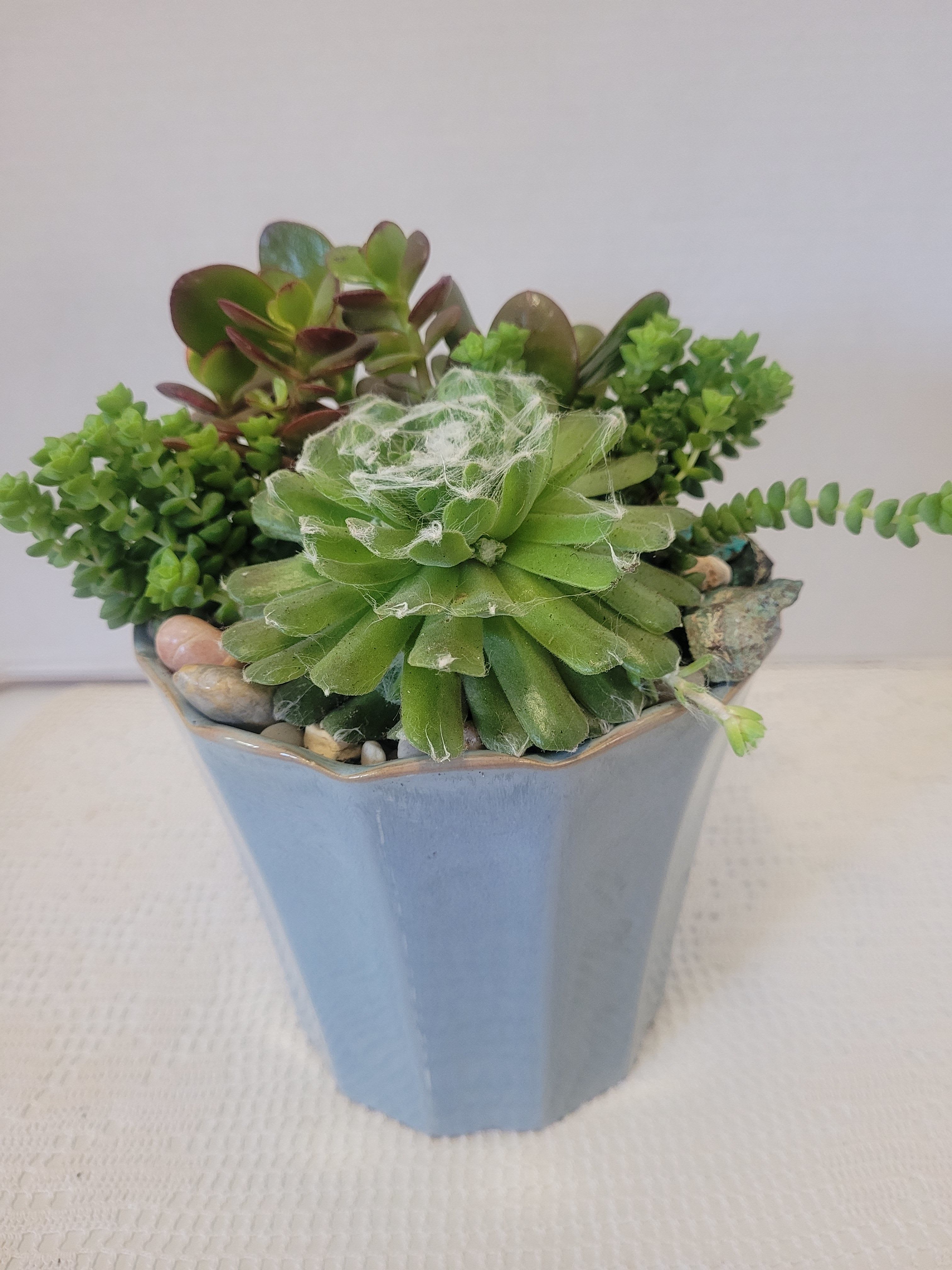Medium Sky Blue - Pretty blue container stuffed with a variety of hardy succulents. Best on a patio or porch.