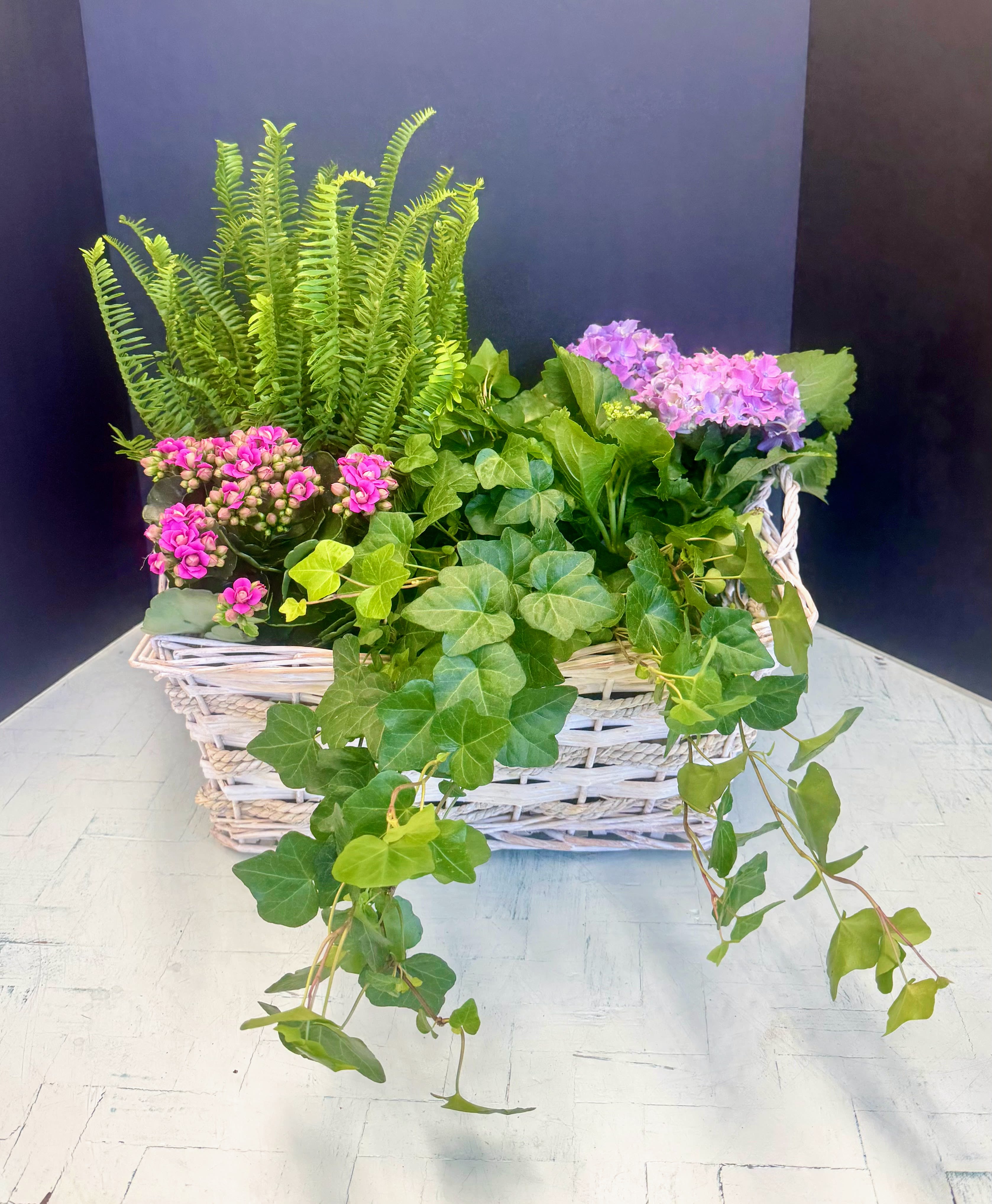 Mother's Day Special (Plant Basket) - A mother's day 14/8 inch basket consisting of 4/5 inch hydrangea plant, 6 inch Kimberly fern, 6 inch Ivy and a 4 inch kalanchoe. The plant basket is embellished with a beautiful bow.
