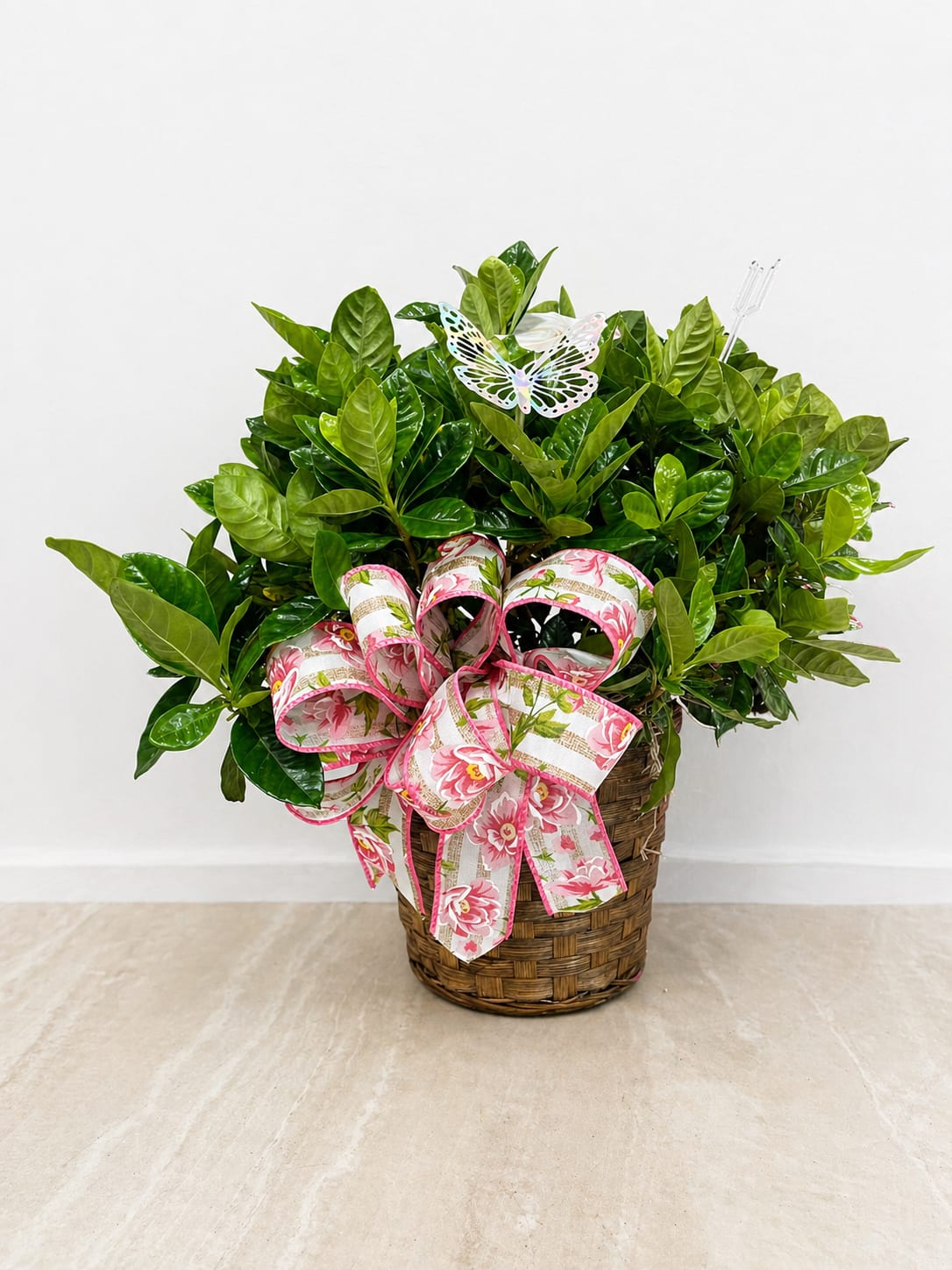 Gardenia Bush - A lush and elegant Gardenia Bush, known for its rich green foliage and beautifully fragrant white blooms. Gardenias symbolize purity, love, and remembrance, making them a timeless choice for any occasion.  Perfect as a standalone plant or incorporated into a larger arrangement, this gardenia bush adds a soft, classic touch while filling the space with its signature sweet scent. A meaningful and graceful gift to express sympathy, love, or appreciation. Perfect for MOM  Bow colors can be changed just let us know what color you'd like in notes at checkout