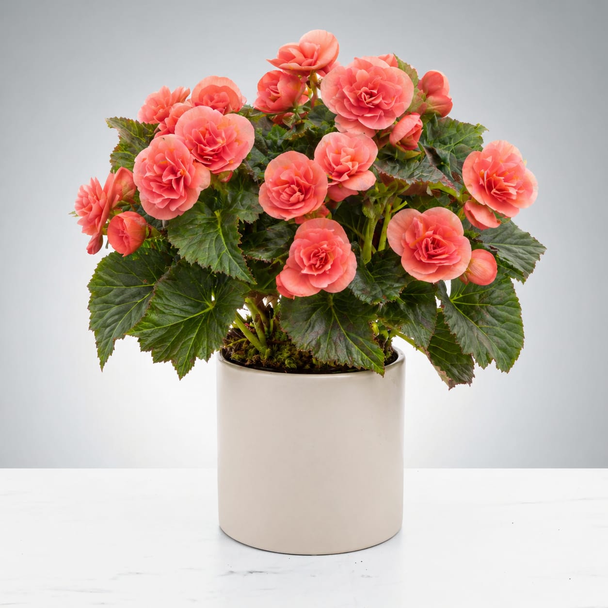 Blooming Begonia Plant - A lush cluster of coral-pink and soft white begonia blooms perched above glossy, textured green leaves makes this potted plant a joyful birthday bouquet alternative or a thoughtful housewarming gift. As a flowering plant for springtime giving or a simple "thank you" gesture, the Blooming Begonia Plant reads as both romantic and refreshingly modern-she'll feel noticed and cared for the moment she sees its dense floral canopy.  This compact arrangement features layered, double-petaled begonia flowers in shades of pink and white that form a rounded, cushion-like bloom mass above broad dark-green foliage. The plant arrives in a clean ceramic pot (white or beige, depending on availability) that keeps the focus on the blooms while fitting easily into a mantel, windowsill, or tabletop. Its size is ideal for everyday display and small spaces where a splash of color and texture is wanted.  Perfect for the person who appreciates long-lasting living gifts, the Begonia brings immediate charm and keeps giving as it continues to flower with proper light and regular watering. Order as a cheerful birthday, spring, or housewarming present-no complicated care required beyond bright, indirect light and consistent moisture to keep the leaves glossy and blooms coming.