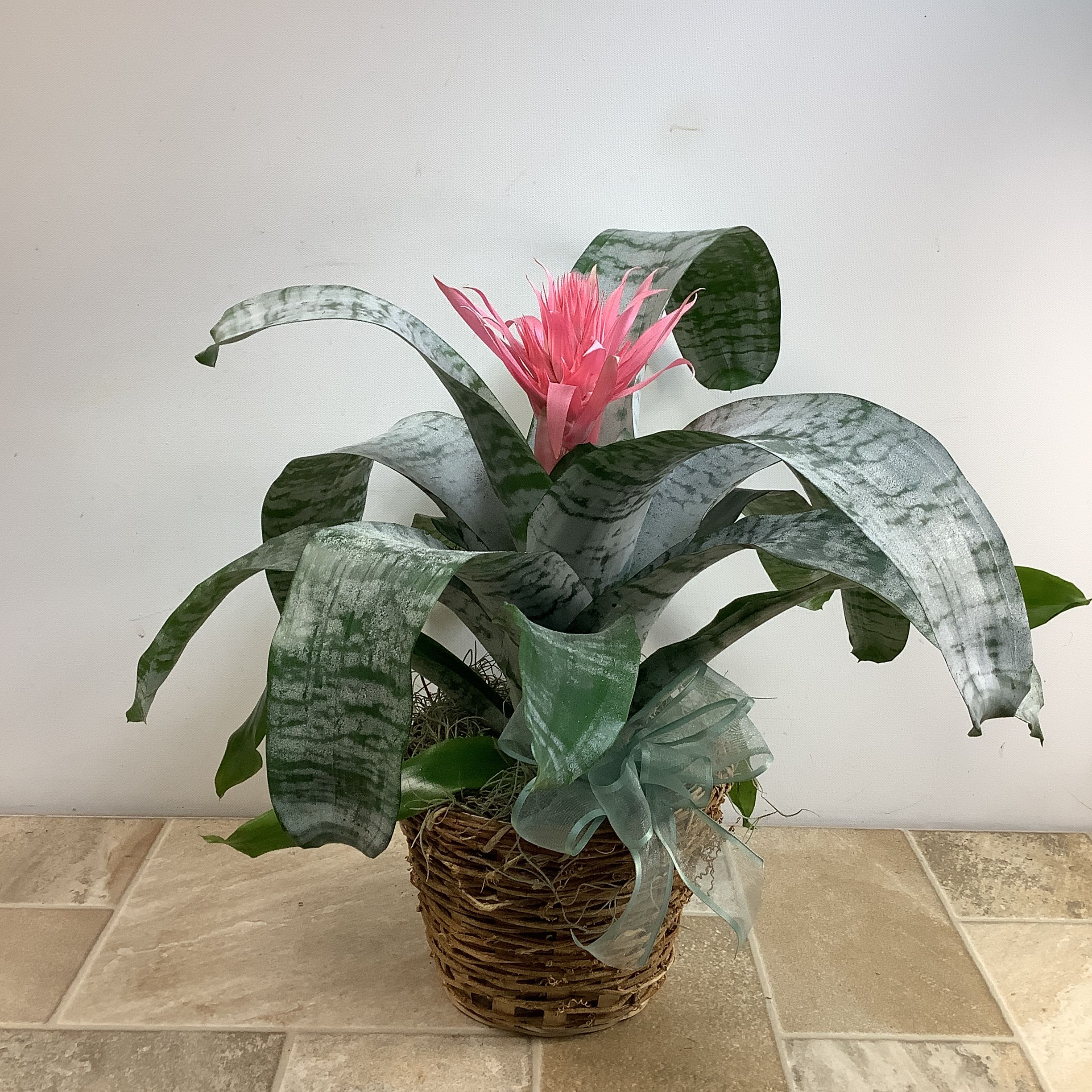 Silver Vase Bromeliad Plant - The silver vase bromeliad is a beautiful houseplant with an attractive sculptural form. It’s easy to grow in bright light providing a touch of tropical beauty to any space. It’s placed in a twig basket and mesures 19” wide x 19” tall. 