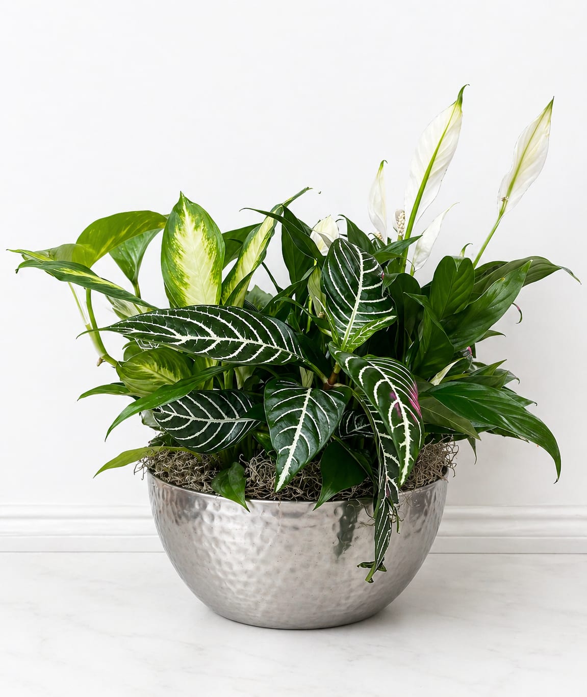 Metal Container Dish Garden  - Who says you need to go outside to enjoy the natural beauty of a green landscape? Our classic dish garden is hand-designed with a lush variety of fresh plants to spruce up any indoor space. Set in a charming Metal Container (Depends on availability) with a ribbon, it’s a thoughtful gift for birthdays, housewarmings, funeral services or any occasion you want to send a smile.  (In delivery notes at checkout please let us know what color bow you would like for us to add on the plant.) This dish garden is hand-crafted with the freshest green plants available  Planter design and color may vary due to regional availability(If you'd like a specific planter type please call to check before placing your order)  Large measures approximately 14"D -  Medium measures approximately 12"D -  Small measures approximately 10"D - 