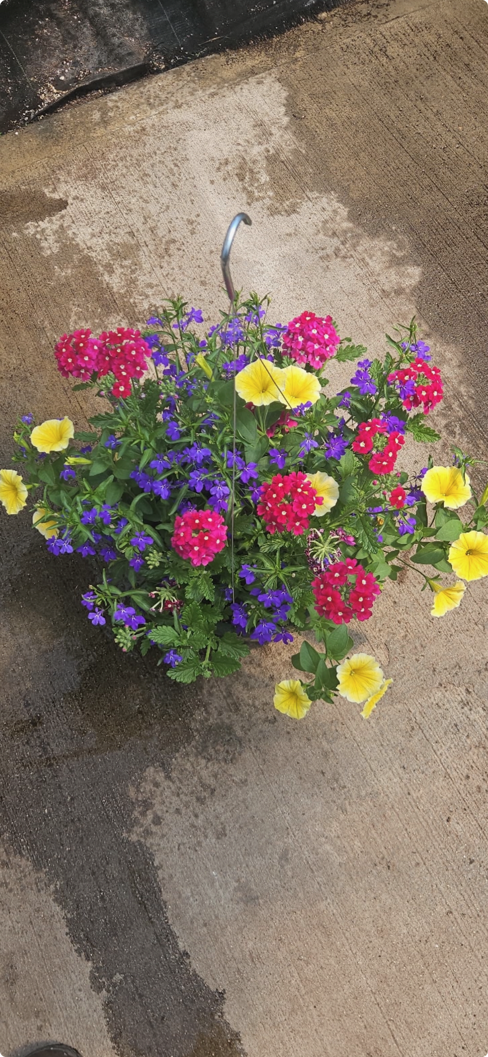 Flowering Hanging Baskets  - Colorful mixed outdoor planters. Receipt will enjoy all summer long!   THE VARIETY OF PLANTS VAIRY. WE WILL CHOOSE THE NICEST FOR YOU!!!