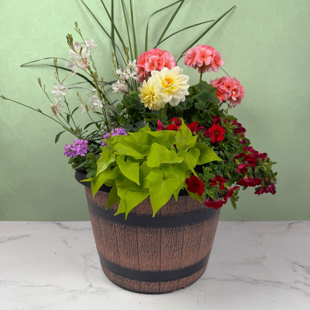 Outdoor Blooming Garden - Large - A large, lively mix of potted flowering plants creates a showstopper of blooms for your own patio, perfect as a housewarming gift, Mother's Day present, or cheerful spring surprise. The planter features bright, vibrant blooms like geraniums, petunias, and dahlias, balanced with abundant foliage and smaller flowering plants, giving the recipient an instant sense of a garden tucked into a decorative pot. The overall composition reads lush and casual, with mixed plants and blooms designed to sit on a porch, picnic table, or patio to enjoy outside.  This arrangement is especially fitting for someone who prefers living plants to cut flowers. It keeps giving color and life to a yard or porch and makes the recipient feel seen and celebrated. Order as shown for easy gifting; place the pot where it receives bright, indirect light and water according to the plants' needs to maintain its cheerful, garden-style look.  NOTE: Some plants or colors may vary depending on availability.