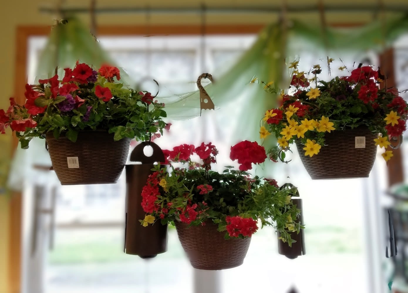 Hanging baskets for Mother's Day - Lavender, red and yellow blooms tumble from a woven look hanging basket to make a cheerful, garden-fresh statement perfect for Mother's Day or a bright birthday surprise. This hanging basket arrangement is designed to read as abundant and welcoming from every angle-ideal for saying "thinking of you" on Memorial Day, for a just-because pick-me-up, or to celebrate the person who loves color and curb appeal.  Each basket arrives planted with assorted outdoor flowering plants and rich green foliage that spill over the dark brown woven-style container, ready to hang from the included metal hook. The mix of dense red and yellow flowers with touches of lavender and varied greenery creates a full, long-lasting summer display that dresses porches, patios, and balconies. Ordered for gifting, it offers an immediate, living present that continues to bloom with regular watering and sunlight.