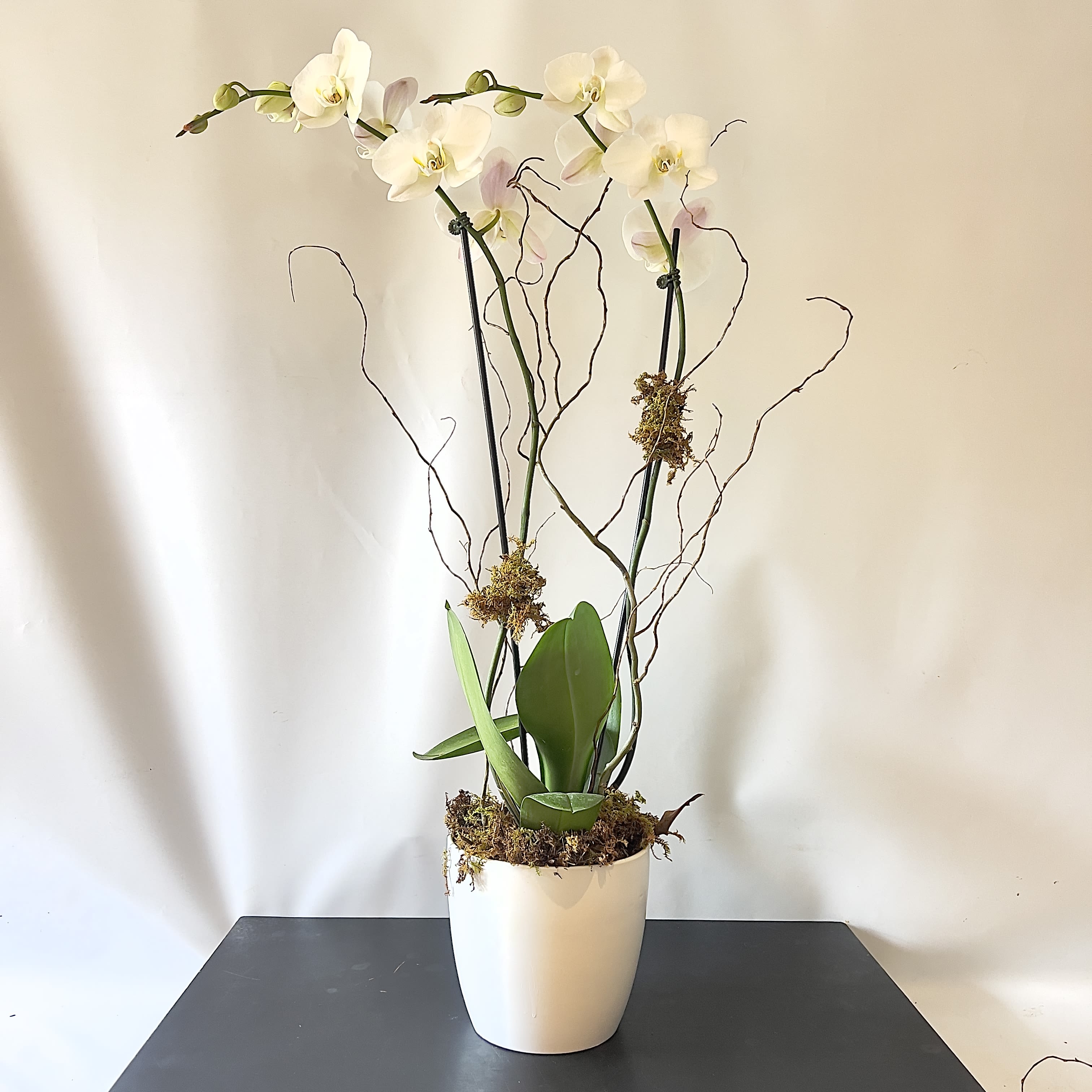 White Phalaenopsis Orchid - Double Stemmed  - A glamorous double stemmed orchid. 