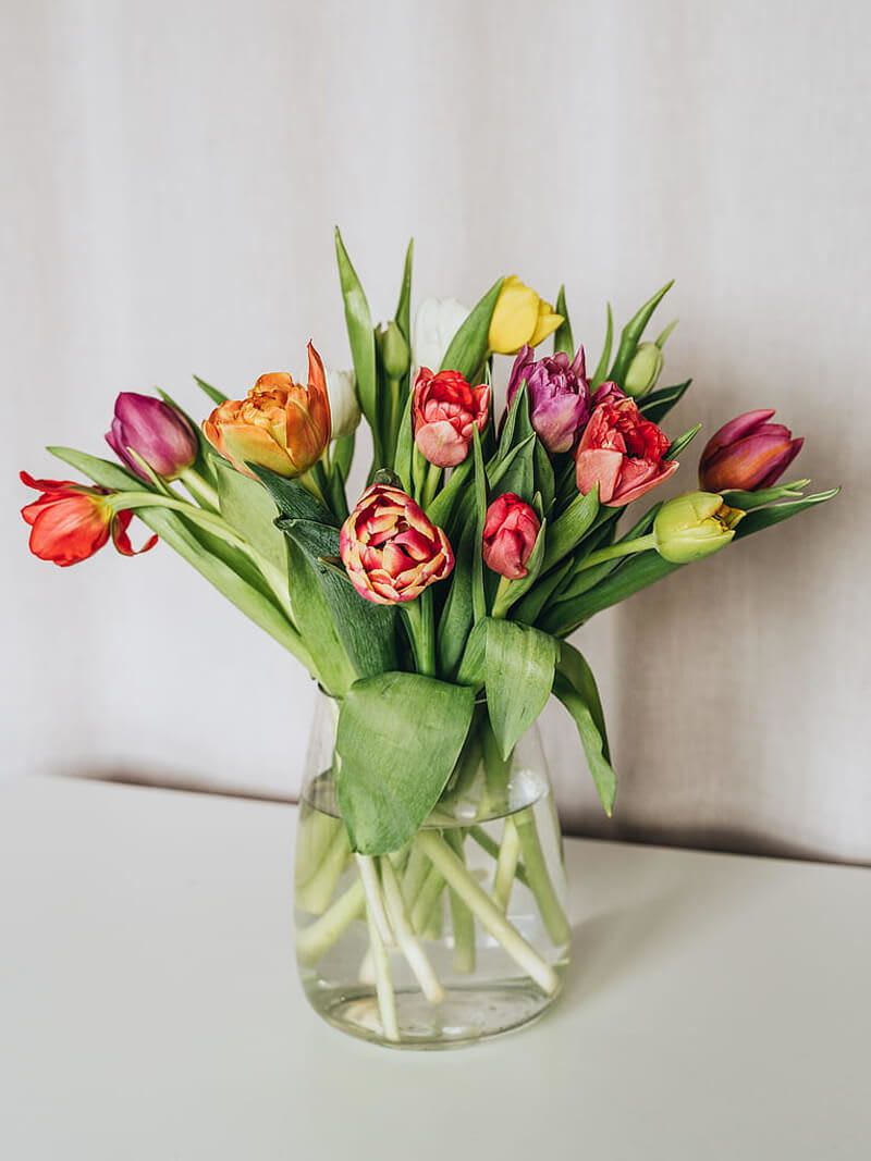 Mixed tulips in a clear glass vase