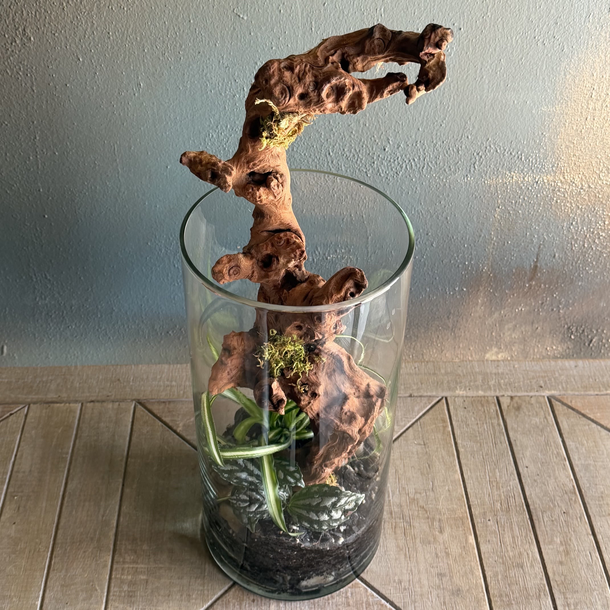 Terra Drift Glass Garden - A striking sculptural plant display built around weathered driftwood brings a slice of the shoreline indoors-perfect as a Thinking of You, Just Because, or Housewarming gift. This tall, terrarium-style arrangement in a clear glass cylinder reads like a miniature woodland: warm, textured driftwood rises above a compact bed of deep soil, moss, and varied green foliage to create a calm, contemporary focal point that makes the recipient feel genuinely seen and cared for.  The natural palette of greens, browns, black accents and touches of white relies on texture rather than blossoms-small, hardy plants and moss are arranged with the glass enclosure highlighting the vertical lines and sculptural silhouette. Easy to care for and low-maintenance, this arrangement is an ideal thank-you or housewarming present that continues to give: it livens a room without fuss and suits seasonal moments like Earth Day while remaining appropriate year-round.