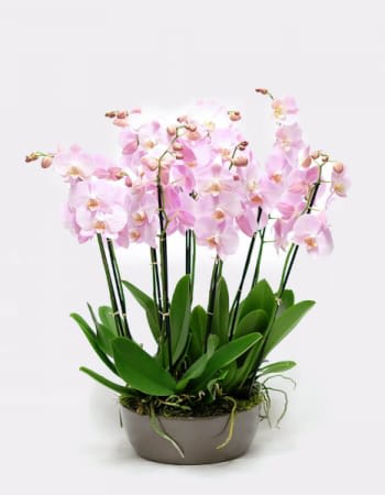    Sophisticate   Pink Phalaenopsis  Orchid - This fresh pink Phalaenopsis orchid adds a sophisticated touch of color to remind Mom she’s special. The pink blossoms, appearing as though they have been lightly frosted, are displayed in the perfect Mother’s Day  paired with a contrasting ceramic bowl.