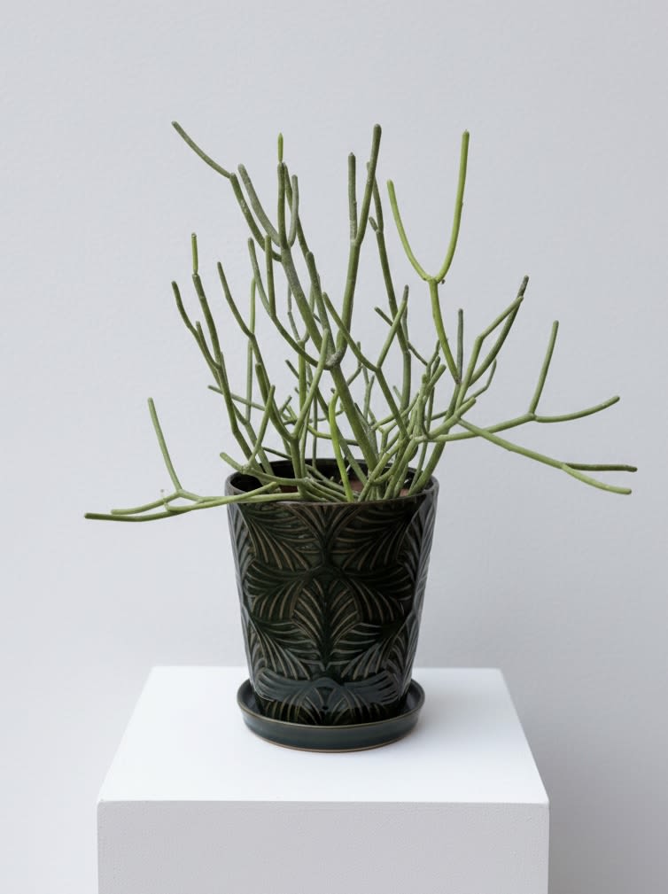 Pencil Sticks Cactus  - A 6” potted pencil cactus, an easy care desert plant! This is actually in the succulent family and will change to shades of green, yellow or red in direct sunlight. Arrives in a heavy ceramic decorative planter. The plant can be removed and put in a different container if preferred. 