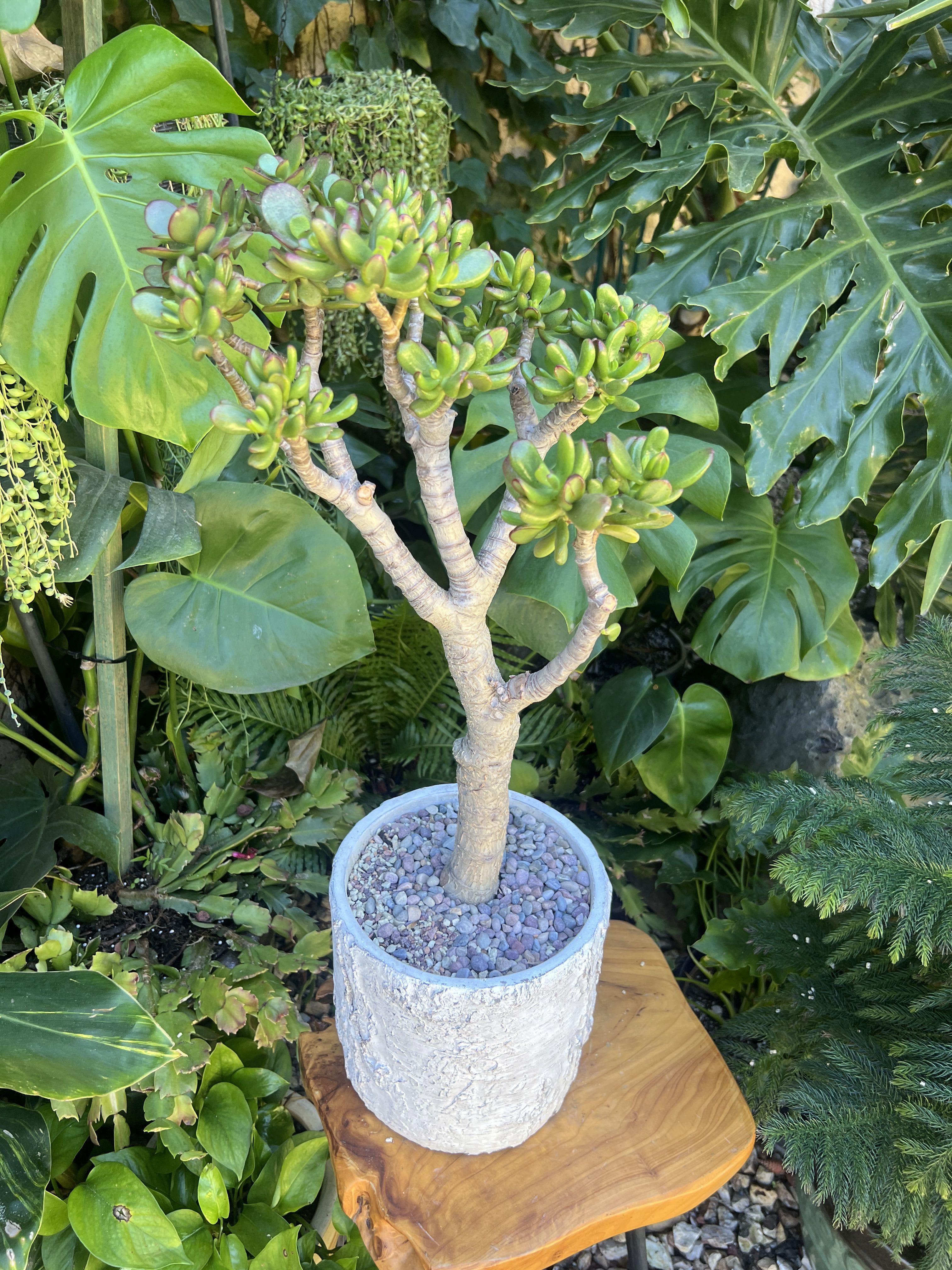 My Tree - Live succulent 