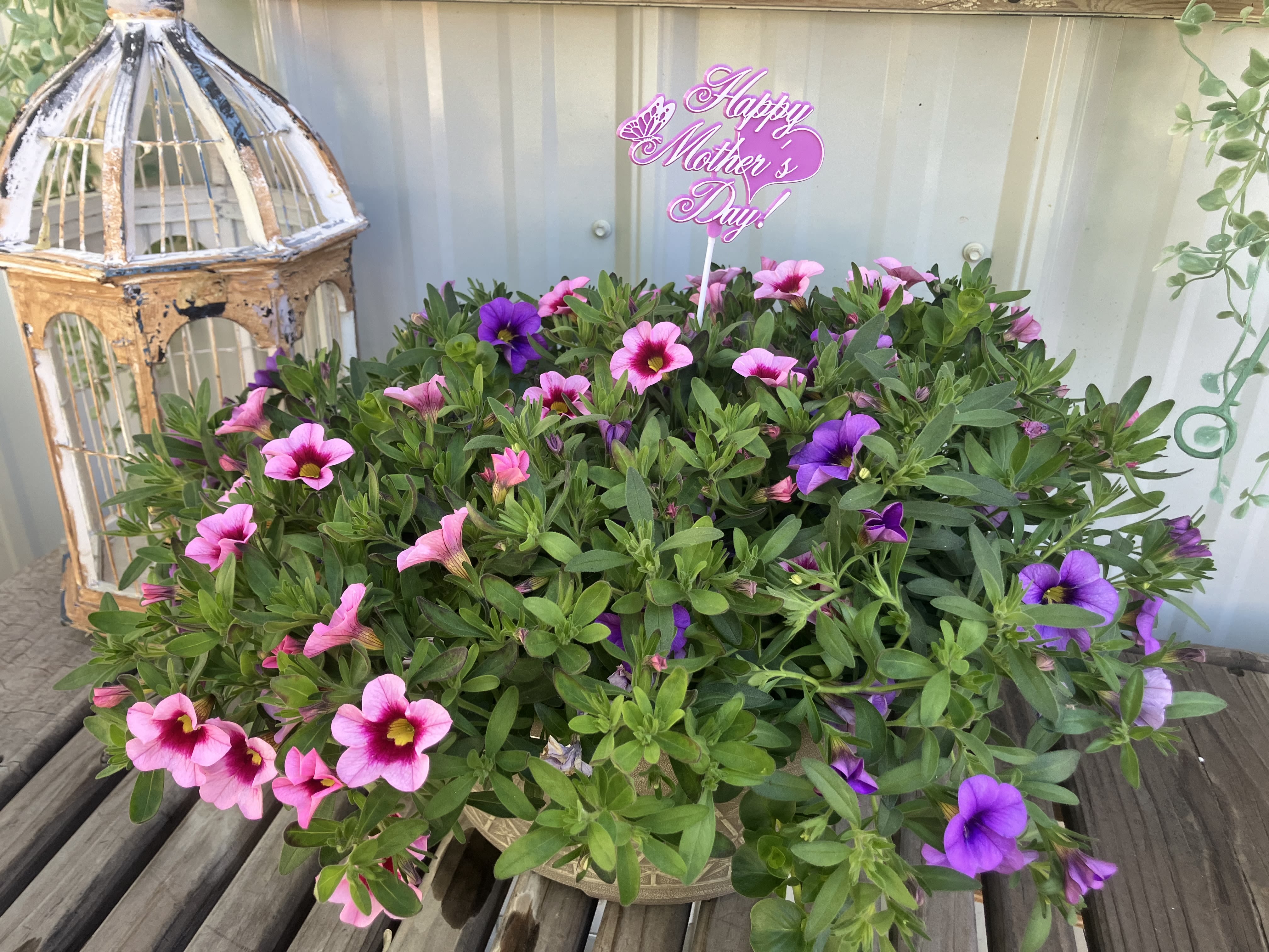 Outdoor Planter - Spring is in the air! Send a pretty porch planter as pictured of blooming plants 