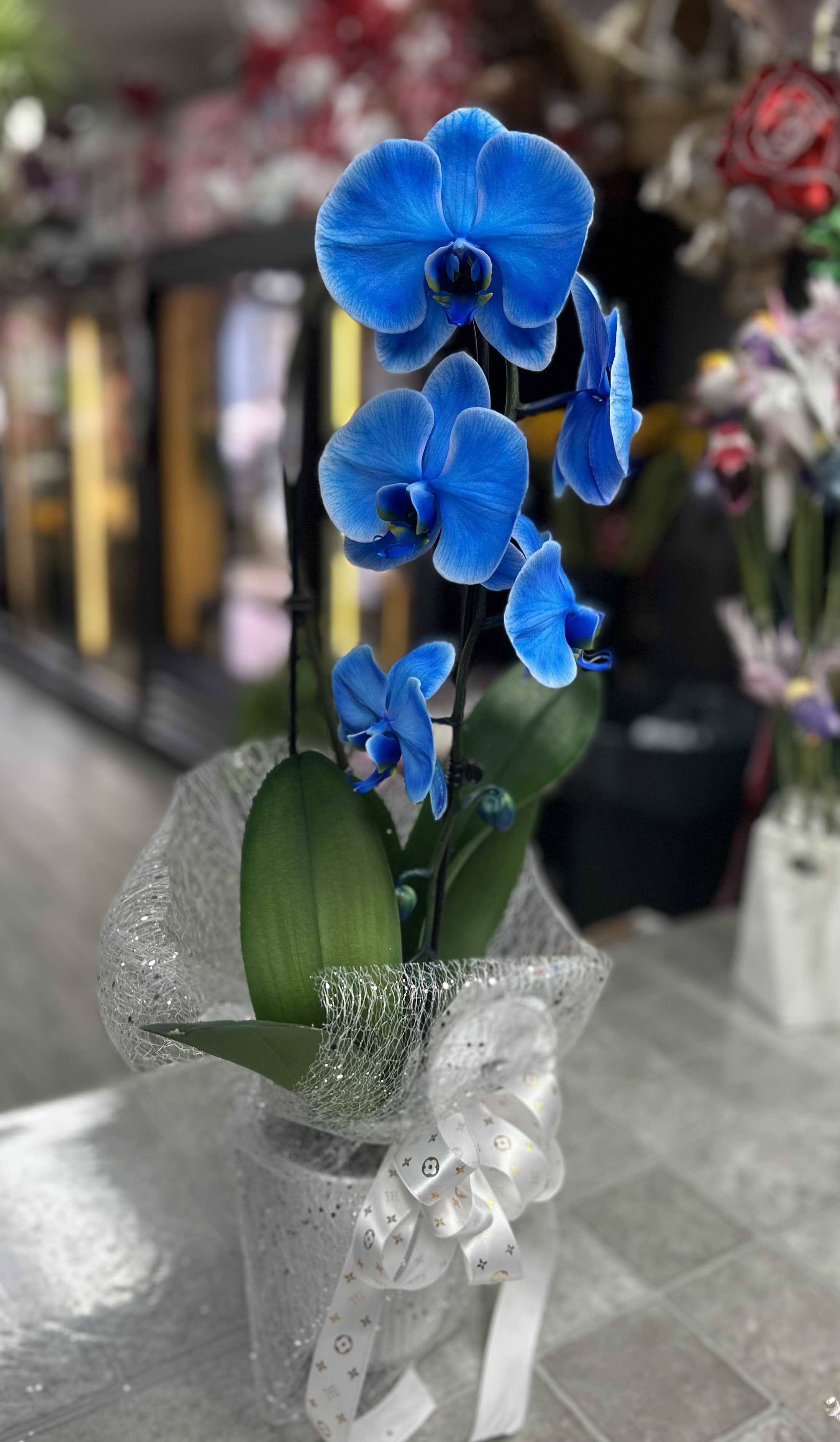PHALAENOPSIS ORCHID BLUE - A single-stem or multi-stem Phalaenopsis orchid in vivid blue makes a striking Mother's Day bouquet alternative that feels both modern and heartfelt. This blue Phalaenopsis arrangement is an excellent choice for celebrating Mom, a birthday, or a thoughtful "I'm thinking of you" moment-the jewel-toned blooms read as joyful and elegant, and the included MOM sign lets her know this gift was chosen just for her.  The orchids sit upright above broad, glossy green leaves in a clean white ceramic pot, wrapped in sheer decorative mesh and finished with a white patterned ribbon for a polished, gift-ready presentation. Depending on the option you choose, the display can be a single stem with several open blooms and buds or a taller grouping of stems for extra presence; both versions highlight striking blue and white contrasts that complement modern interiors.  Give the person you're thinking of a long-lasting floral gift that continues to bloom; orchids are a refined, low-maintenance choice that looks impressive on a windowsill or tabletop. Arrives arranged in its white pot with mesh wrap, decorative ribbon, and a MOM topper when selected-perfect for same-week gifting and to make Mom feel genuinely celebrated.