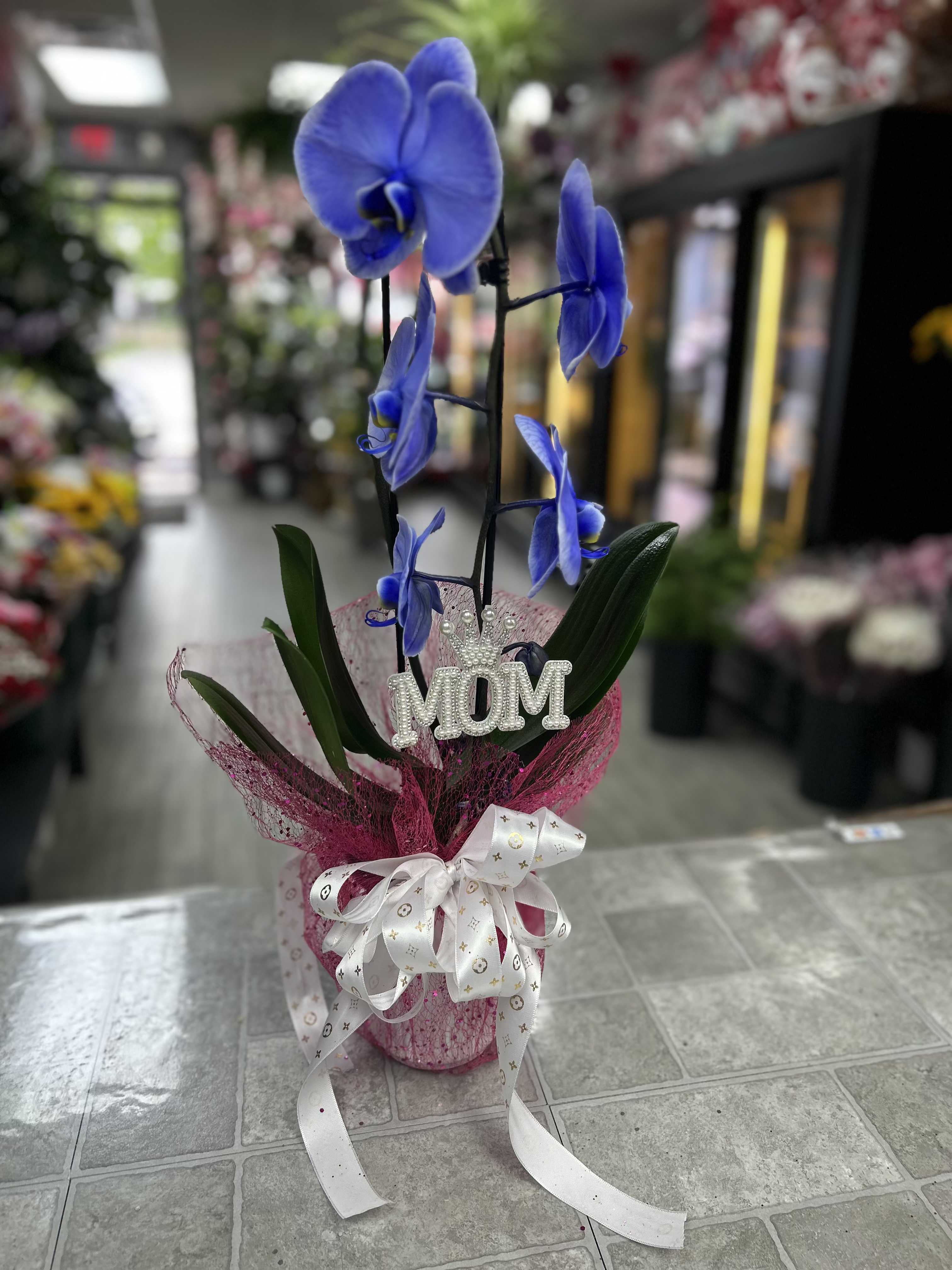 PHALAENOPSIS ORCHID PURPLE  - Vivid blue Phalaenopsis orchids burst from a compact pink-wrapped base, making this potted flower arrangement a joyful Mother's Day or "thank you, Mom" gift. The strong blue-and-pink contrast and sparkling MOM decoration give the plant a celebratory, personalized feel that will make the person you're thinking of feel seen and cherished.  Several open blue Phalaenopsis blooms rise on tall stems from a small pink ceramic pot, surrounded by decorative pink mesh wrap and finished with a large white ribbon bow. A jeweled "MOM" pick at the front adds a keepsake touch; colors include blue petals, touches of white, and fresh green foliage for contrast.  Perfect for a kitchen counter, bedside table, or desk, this compact orchid is both decorative and long-lasting-an elegant way to celebrate a mother, grandmother, or special caregiver. Care: keep in bright, indirect light and water sparingly to keep the roots healthy and blooms lasting longer.