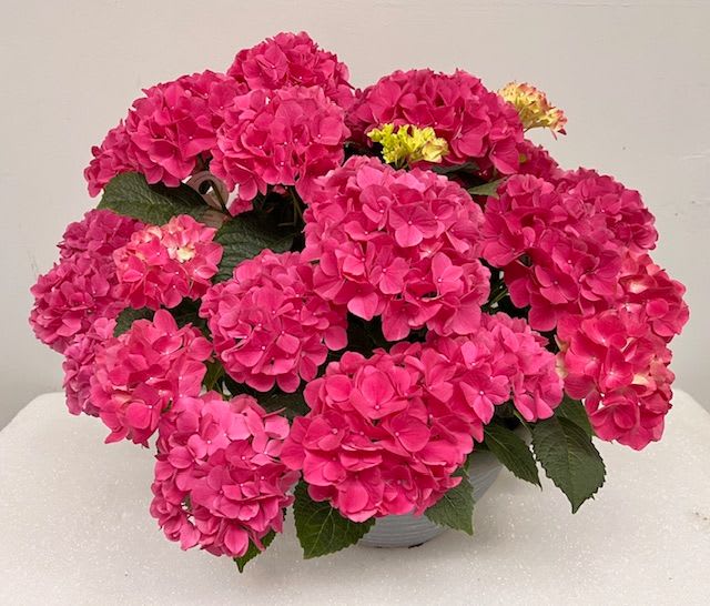 Hydrangea Tabletensia Pink Bowl - A lush mound of bright pink hydrangeas fills a low ceramic bowl, a compact flower arrangement that reads as cheerful and romantic - perfect as a birthday bouquet, a thinking-of-you gift, or a spring centerpiece. The rounded, tightly packed shape makes a bold visual impact on a tabletop or dining island, and the vivid pinks naturally suggest occasions like celebrations and anniversaries where you want the recipient to feel seen and celebrated.  Clusters of magenta-to-blush hydrangea blooms sit above broad dark green leaves, with small pale yellow and soft pink accent flowers peeking through for depth and contrast. The arrangement comes in a clean white ceramic vase/bowl with a low profile that measures for easy placement on coffee tables or counters; its dense, garden-style construction gives a plush, full look without needing extra support. Designed for everyday display or gifting, it offers an immediate, fresh pop of color that brightens a room with minimal fuss.