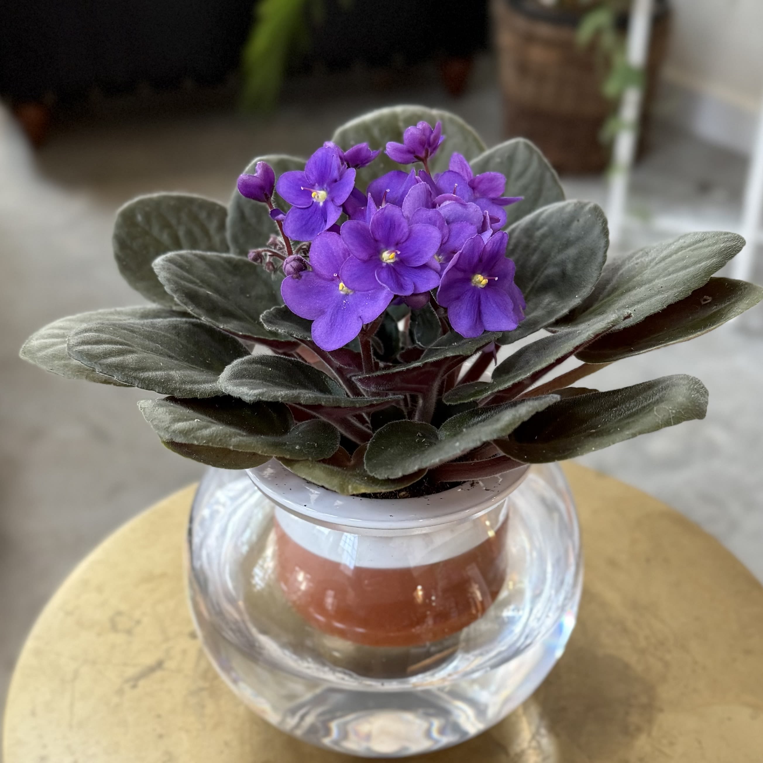 Purple African violet in a clear glass pot