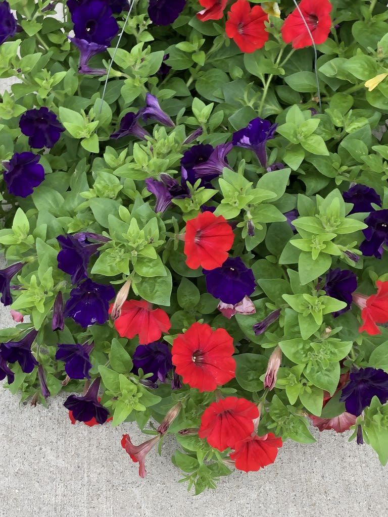 Hanging basket of red and purple petunias