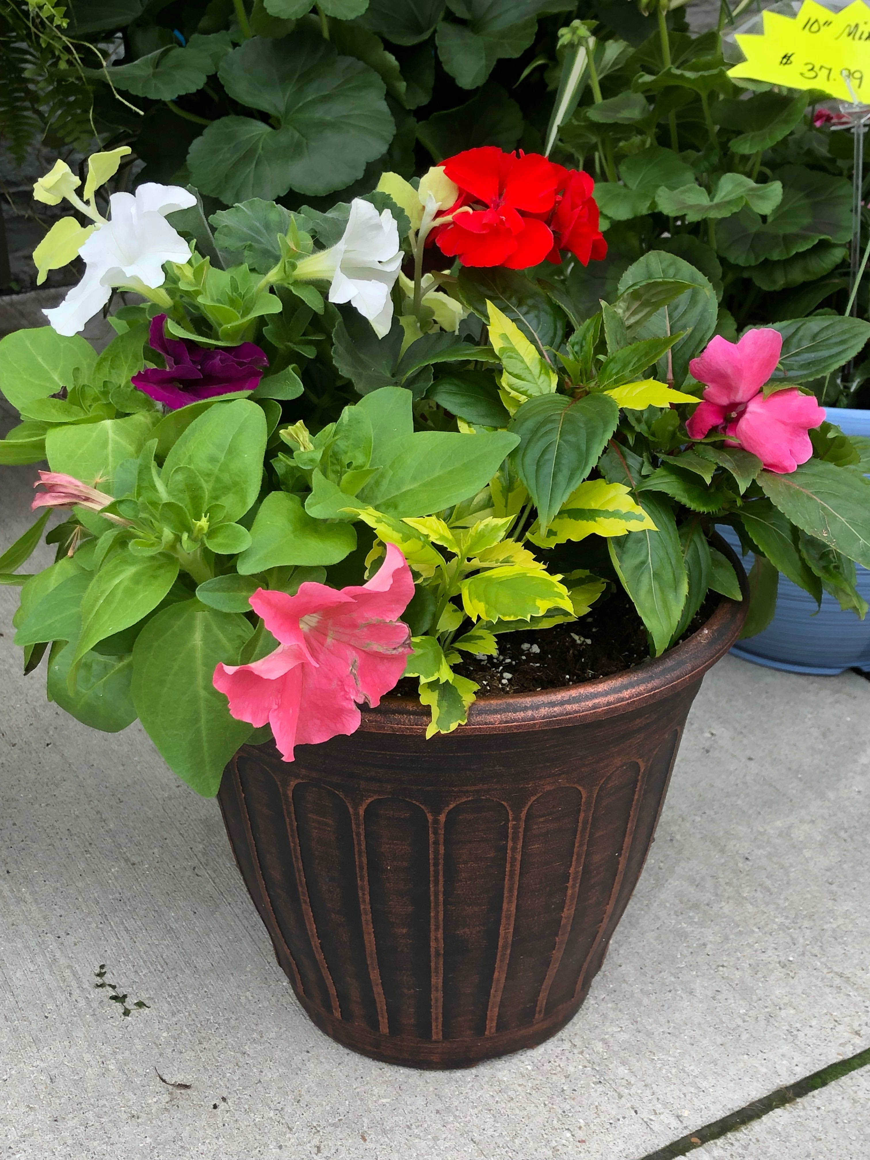 Potted flowering plant with pink, red, white, and purple blooms