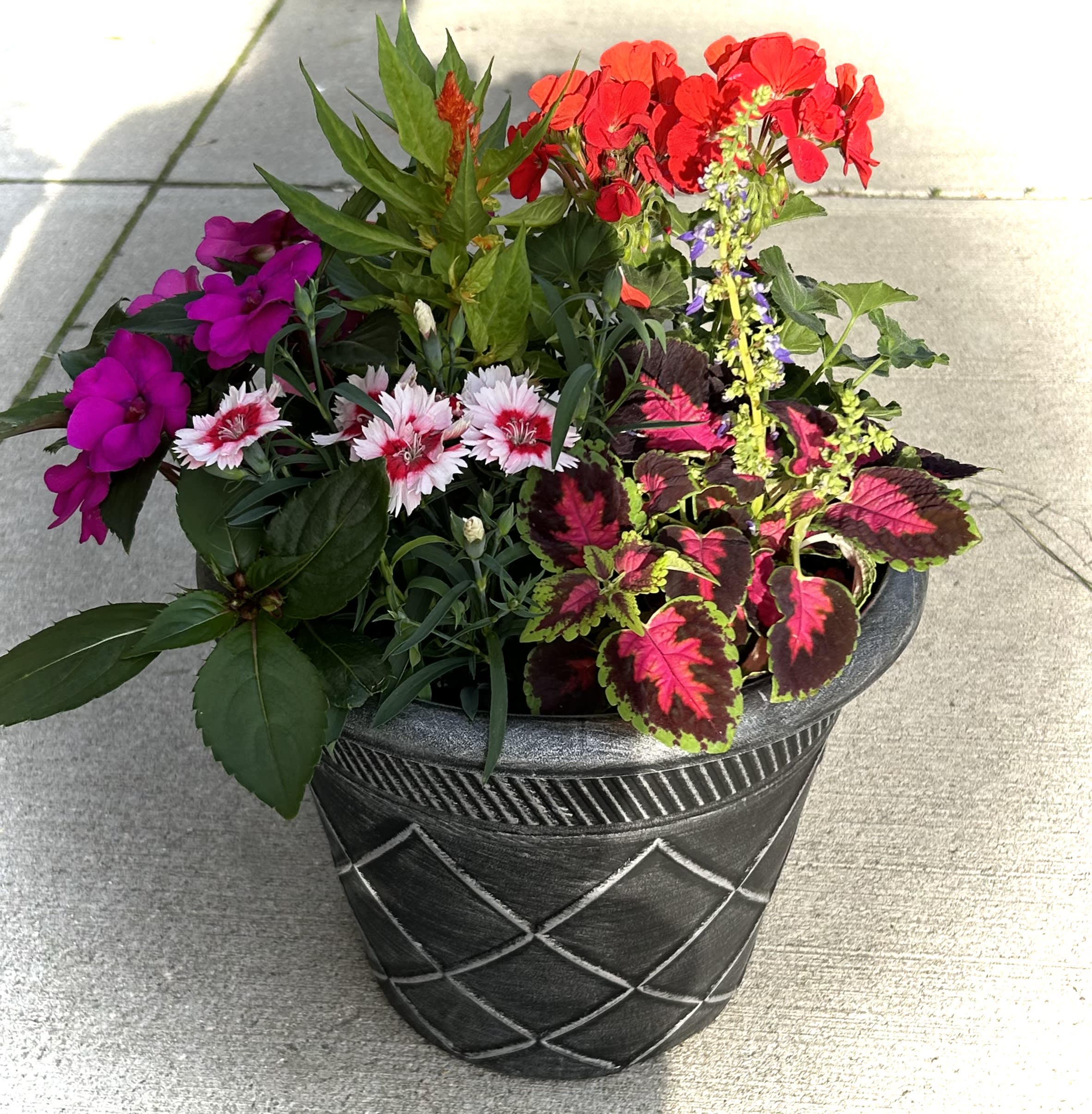 Mixed flowering planter in a black decorative pot with red, pink, and white blooms
