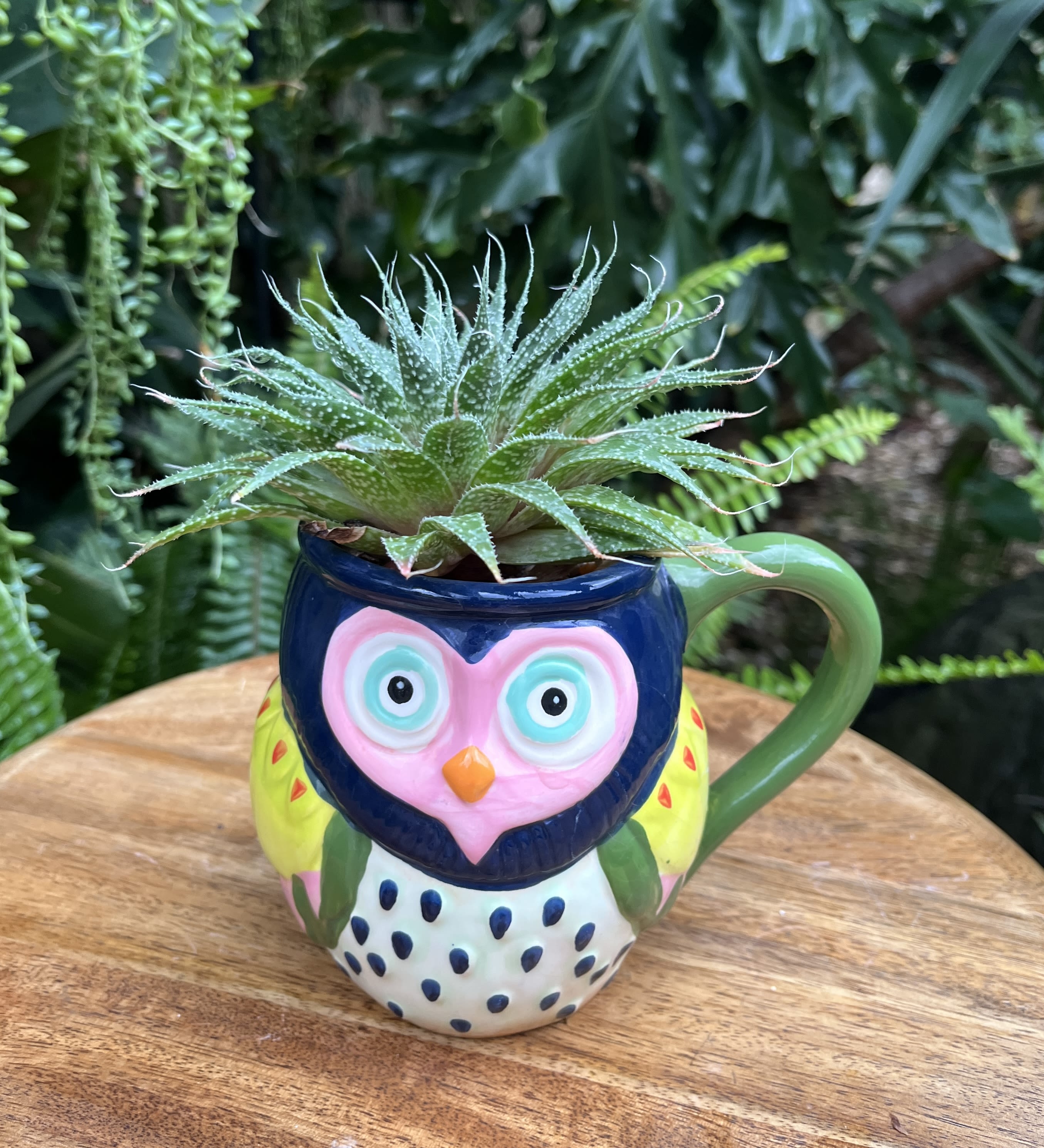 Succulent in a colorful owl-shaped mug on a wooden surface