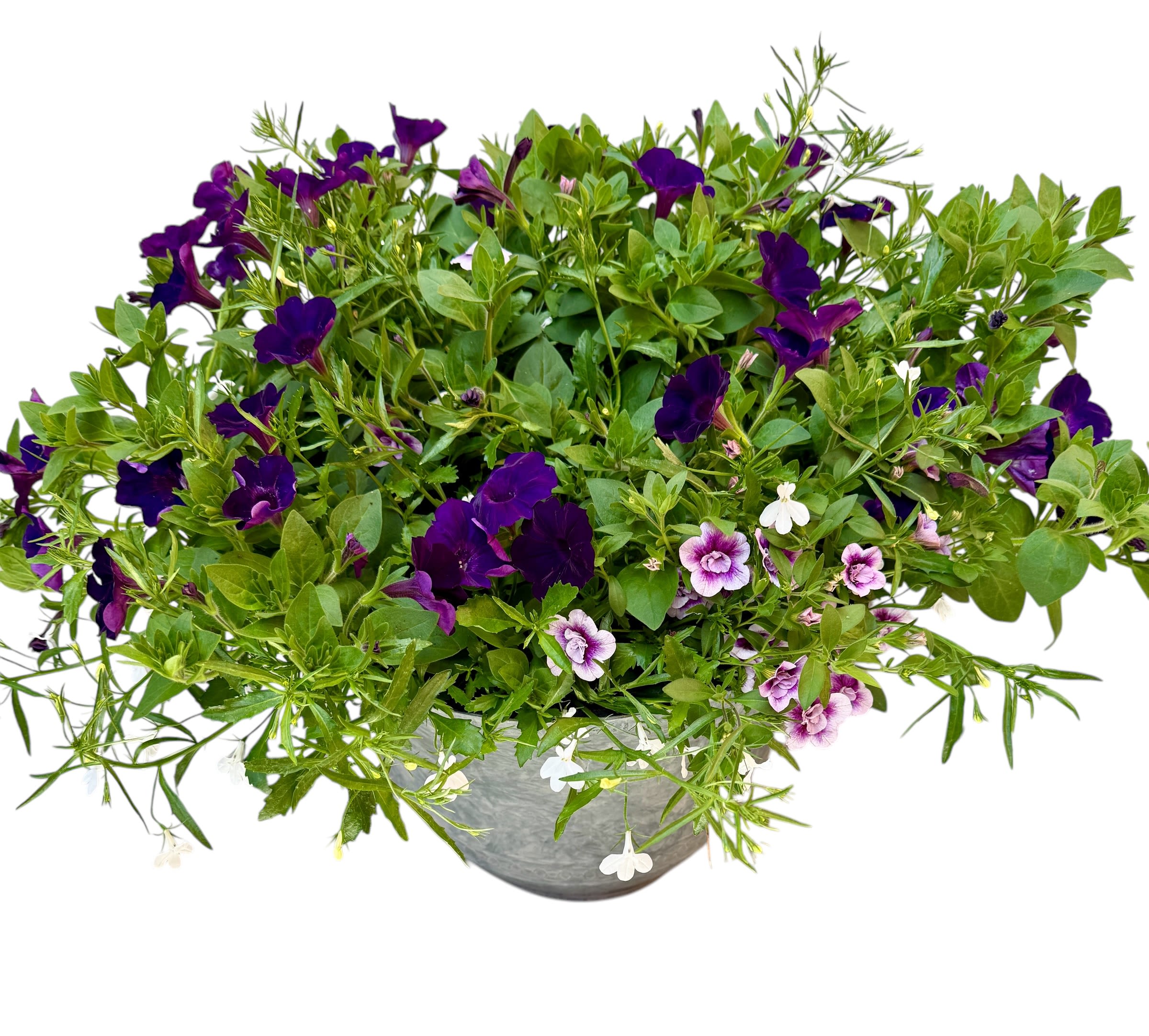 Potted plant with dark purple and light pink flowers in a round metal container.