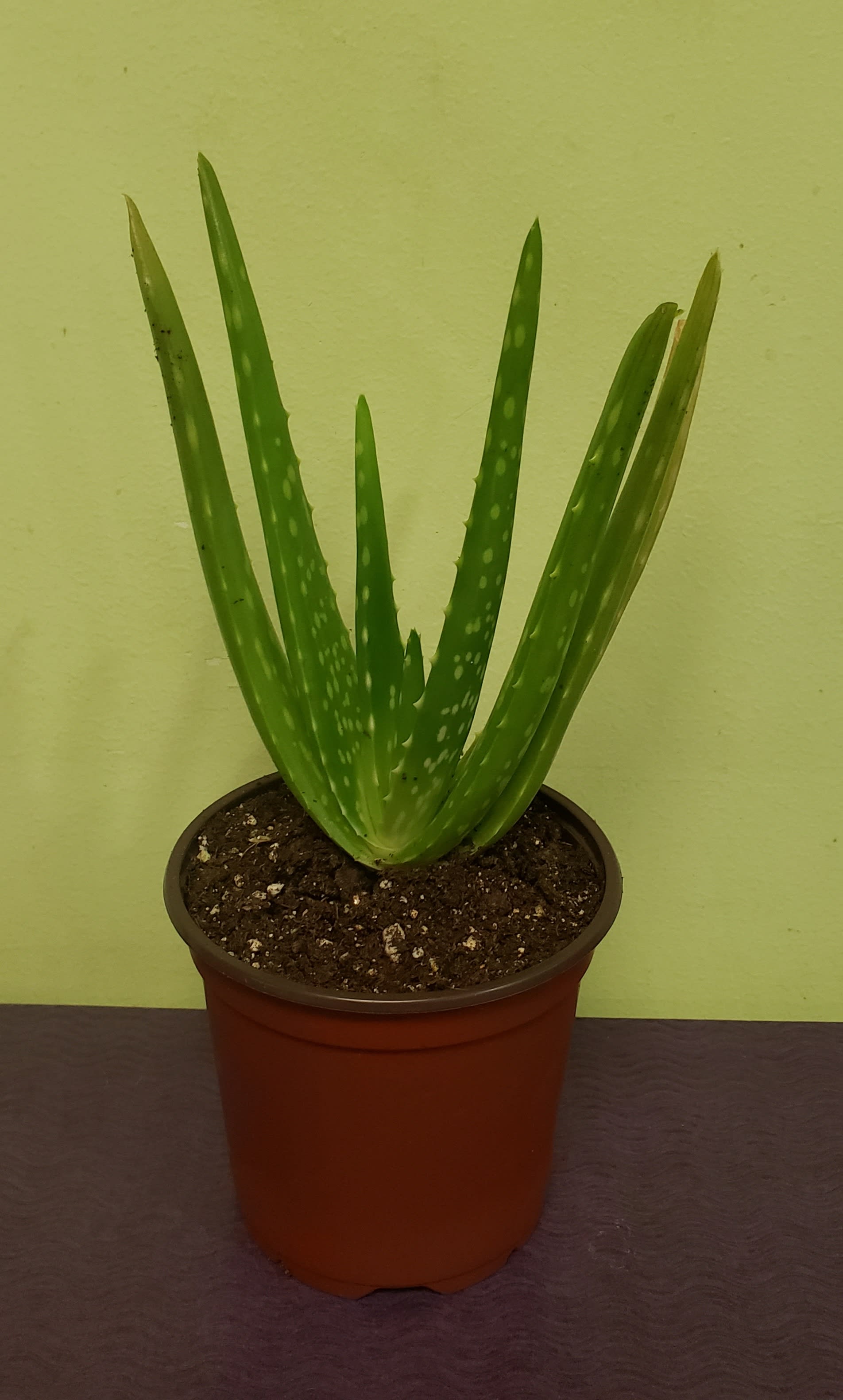 Aloe Plant - Here is a great starter plant for a plant beginner. Water aloes once a month. They are actually in the succulent family. One of the perks about owning this plant is that you can cut part of the leaves off and use the juice that’s inside for burns, scars or just on rough skin. The plant comes in a 4 inch plastic pot. 