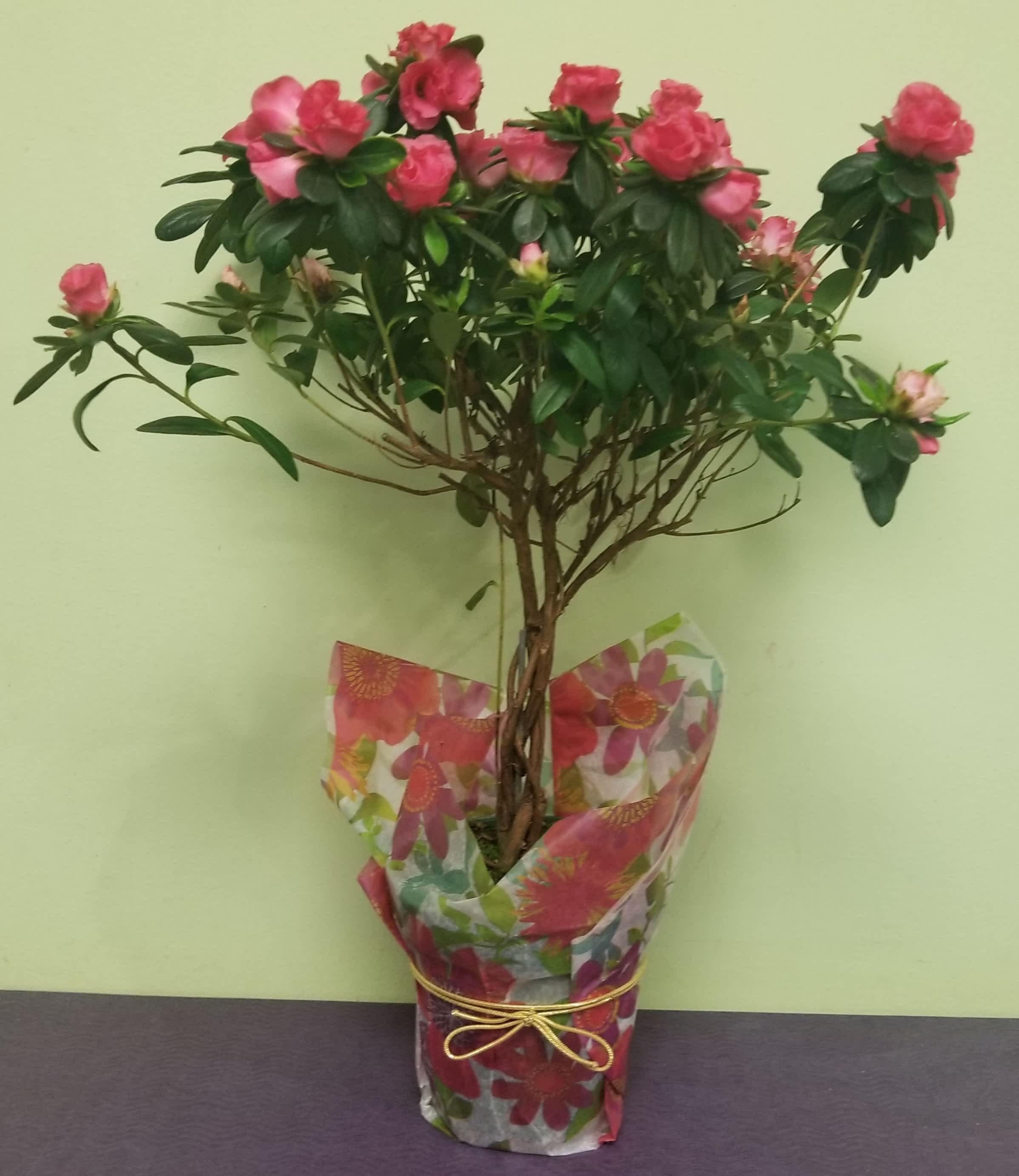 Braided Azalea Tree - A truly exquisite gift! This delicate plant that arrives in a 4 and a half inch pot size and stands about a foot and a half tall, will soon grow into a magnificent tree!